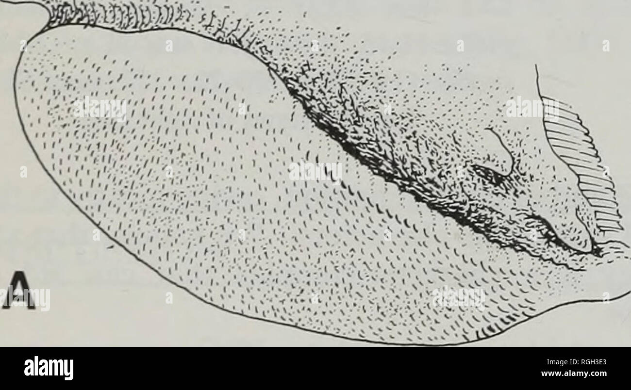 . Bulletin des British Museum (Natural History) Zoologie. Abb. 17 PBO EIN, Mwg/7/zos/? Es (BMNH 1975.10.7:1-2, 156,5 mm, SL); B, M. thobumi (1901.6.26: 170-1, 153 mm, SL). Seitlicher Blick auf der rechten Seite. Der ehemalige, je schmaler der letzteren (z.b. Mugilhospes, Neomyxus leuciscus). Eine umfangreiche Sulcus dürfen jedoch nicht zeigen die plesiomorphic Zustand, da in diesen Taxa mit breiten sulci (zb. Liza haematocheilus) die Länge des gesamten PBO ist auf Grund des erhöhten Abstand zwischen dem 2. und 3. epibranchials. First die Gattungen, die mehr abgeleitete Zustand (d. h., die Stockfoto