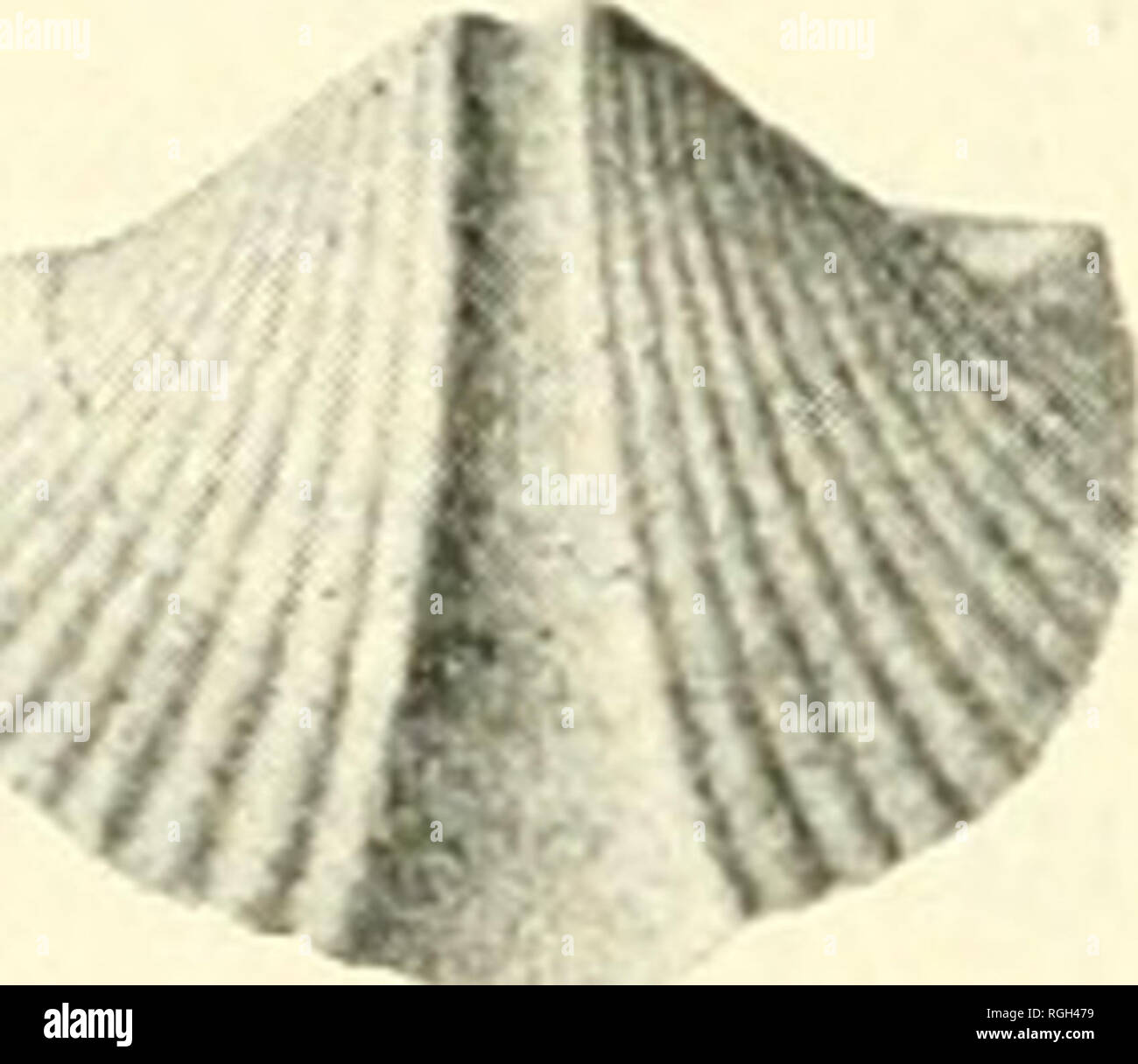 . Bulletin der Büffel Gesellschaft der Naturwissenschaften. Natürliche Geschichte; Wissenschaft. 208 gefunden krank der Moskauer Schiefer, in den Abschnitten 2, 8, 4 (selten); Encrinal Kalkstein, in Abschnitt 5 (selten); Hamilton Schiefer, in den Abschnitten 5 bis&lt;S, und am Ufer des Sees (eA'erywhere abun-ter); Strophalosia Bett und Übergang Schiefer, am Ufer des Sees (nicht nncomnion); Marcehus Schiefer, am Ufer des Sees (selten). Messungen. - eine sehr viel längere Individuelle gab: Breite 100 mm, Höhe 15 mm.; mittlere Breite ist geringer. Spirifek tullius. Halle. (Abb. 115.) (Pal. N.Y., Vol. IV, S. 218. PI. XXXV.) Unterscheidung Cliaracter Stockfoto