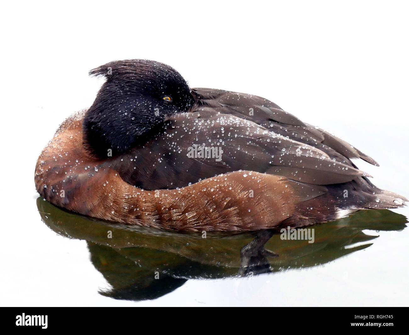Schlafen Reiherente - weibliche Aythya fuligula Stockfoto