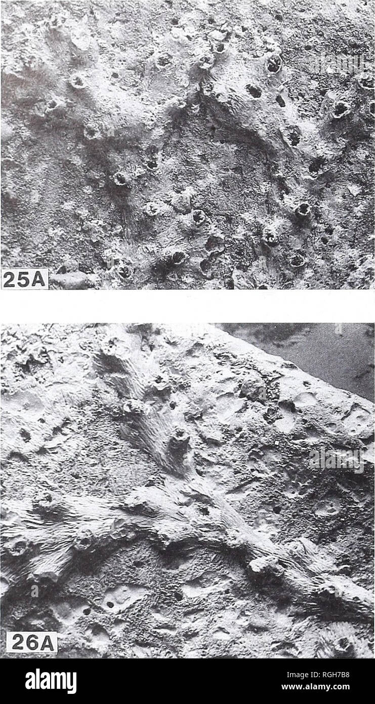 . Bulletin des British Museum (Natural History). Geologie.. 80 PITT UND