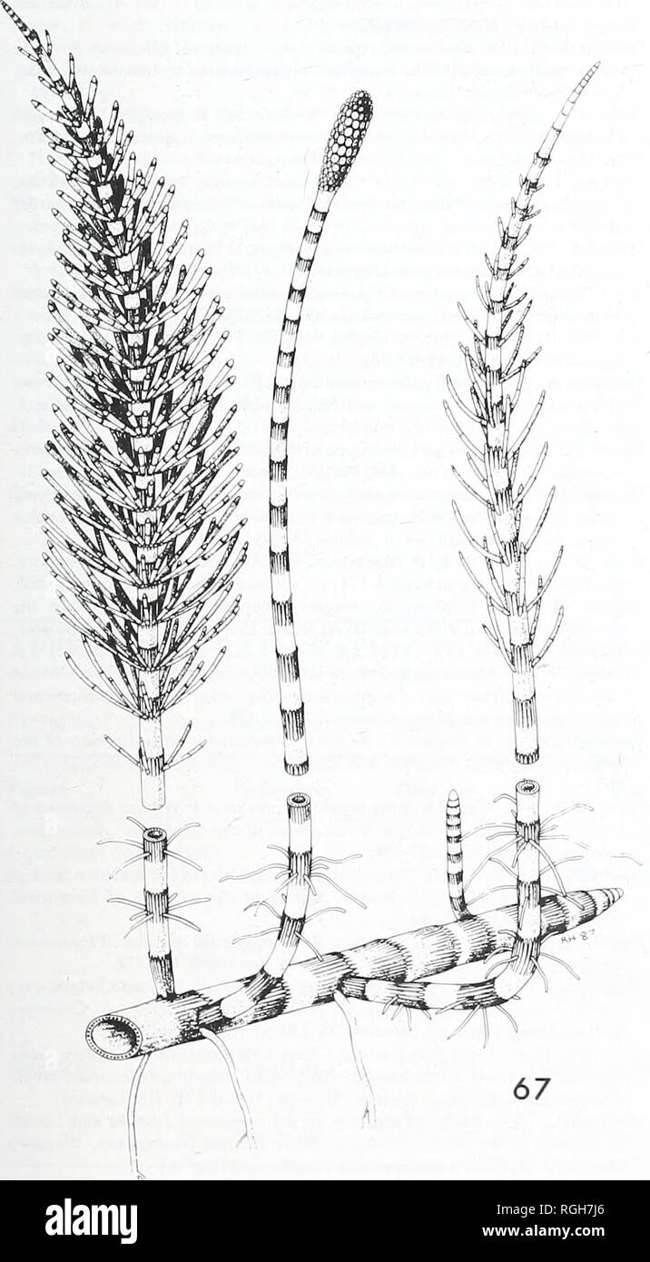 . Bulletin des British Museum (Natural History). Geologie.. Englische WEALDEN EQUISETALES 57. Abb. 67 ein Vorschlag für einen Wiederaufbau des Eqiiisetites lyellii (mantell), wie im Text diskutiert. Etwa x"/&gt;. © Joan Watson, 1990. Deposition langsam in ruhigen Bedingungen stattfand. Einige (z.b. die Brede Boden Bett) waren eindeutig sind ed-Sumpf' Gemeinschaften Fransen am Ufer von Seen und Buchten (Allen 1959). Die Rhizomartige system Der grinvth aktiviert Gemeinschaften nicht t) ur schnell zu verbreiten und mit den Veränderungen in der Tiefe des Wassers halten, sondern verhinderte auch Schlamm aus ihnen Ersticken durch Halten mit Sedimenta Stockfoto