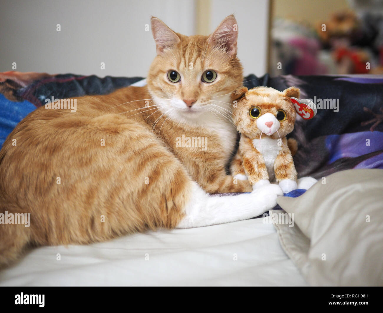 Mika die orange Tabby direkt neben seinem Zwilling Stofftier auf dem Bett Stockfoto