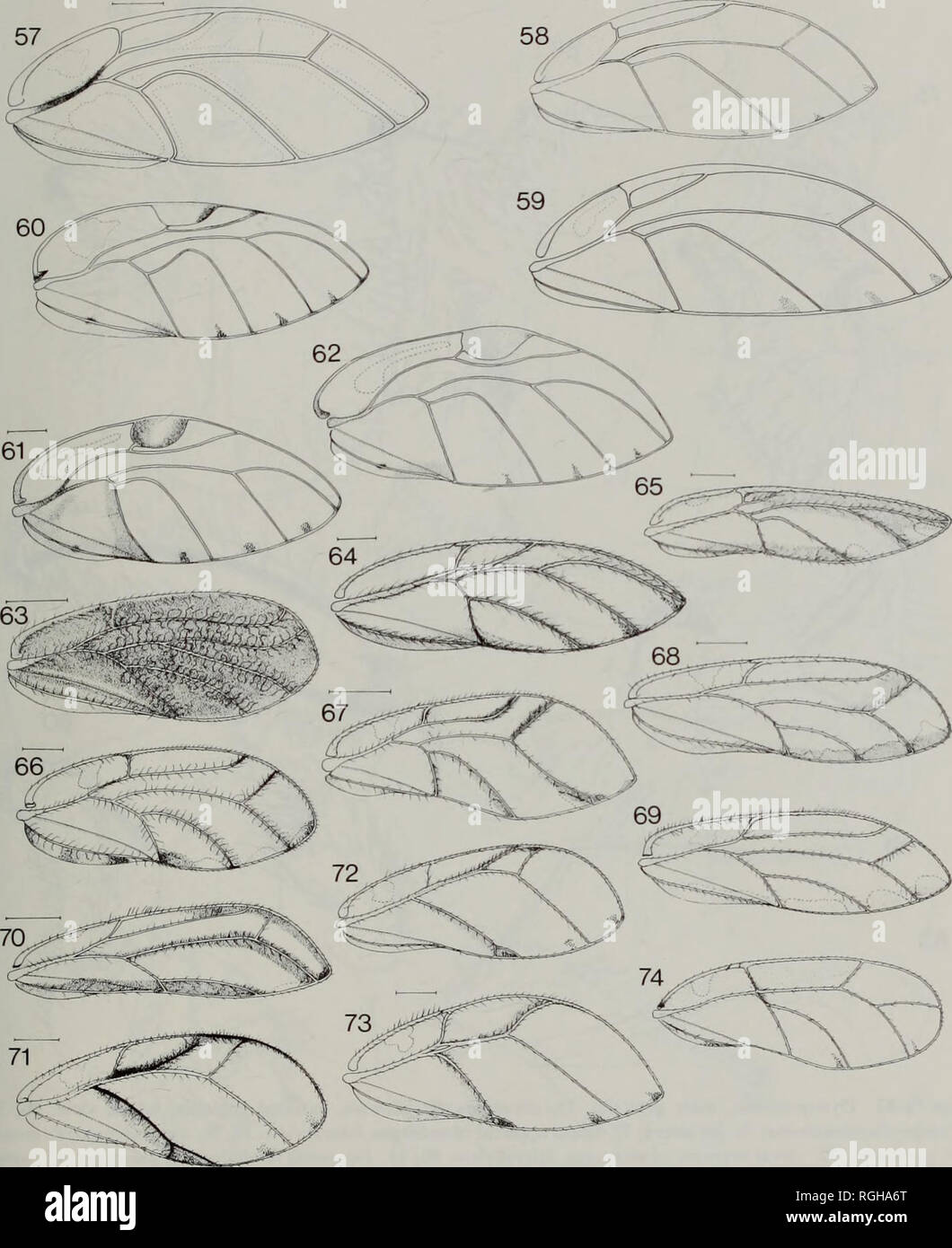 . Bulletin des British Museum (Natural History) Entomologie. F/Ct/5-FÜTTERUNG PSYLLIDS 175. Feigen 57-74 Macrohomotominae und Homotominae, Vorderflügel. 57, Mycopsylla gardenensis. 58, M. obliqua. 59, M. propinqua. 60, Macrohomotoma gladiata. 61, Pseudoeriopsylla loingi. 62, S. etiennei. 63. Angolensis Homotoma. 64, H. Pacifica. 65, Homotoma sp., in der Nähe von Pacifica. 66, H. Ficus. 67, H. bamendae. 68, 69, H.; chlamydodora 68, Muster aus Burundi; 69, Muster aus Tansania. 70, H. eastopi. 71, H. boheae. 72, H. radiata. 73, //. Bakeri. 74, Synoza cornutiventris. Skala: 0,5 mm. Setosity nicht angezeigt Stockfoto