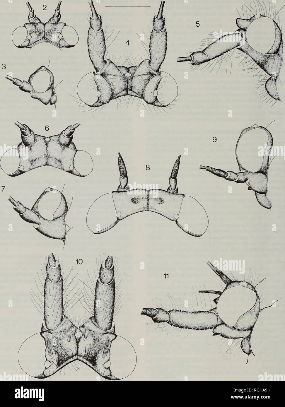 . Bulletin des British Museum (Natural History) Entomologie. 170 D. HOLLIS & Amp; S. S. BROOMFIELD. Abb. 2-11 Dynopsyllinae, Leiter Struktur. 2, 3, Diceraopsylla bnmettii: 2, dorsalansicht; 3, Seitenansicht. 4, 5, Dvnop - sylla cornuta; 4, dorsalansicht; 5, Seitenansicht. 6, 7, Austrodynopsylla encala; 6, dorsalansicht; 7, Seitenansicht. 8, 9, Triozamia lamborni; 8, dorsalansicht; 9, Seitenansicht. 10, 11, Afrodynopsylla gigantea; 10, dorsalansicht; 11, Seitenansicht. Skalierungslinie: 0,5 mm. Setosity nicht in Abb. 2, 3, 6-9 gezeigt. Bitte beachten Sie, dass diese Bilder extrahiert werden aus der gescannten Seite Bilder, die b Stockfoto