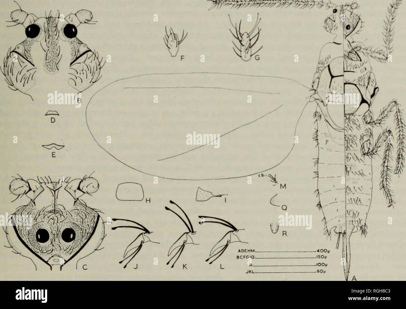 . Bulletin des British Museum (Natural History) Sdgg Supp. DER FAMILIE COCCIDAE 105 Midcranial ridge Dorsal schwach und unregelmäßig; ventral schmal, aber gut, die okuläre sclerite denned Posterior, Umgebung ventralen Teil schwache polygonalen Punktierstrich. Genae großen, schwach sclerotized, zeigen aber deutliche polygonalen reticulation, jede mit 16-31 (Durchschnitt 23) fleischig und 1-9 (durchschnittlich 4-2) Haar - wie genal Seten. Augen: Zwei Paare, subequal; Corneae der dorsalen Augen 27-34 (Durchschnitt 31) u. im Durchmesser und 1-7-2-4 (durchschnittlich 1-9) Mal so viel auseinander; die von der ventralen Augen 27. Stockfoto