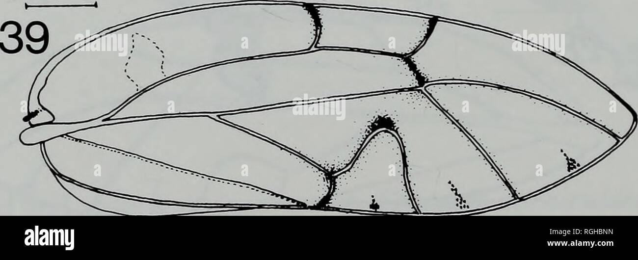 . Bulletin des British Museum (Natural History) Entomologie. . Feigen 29-39 Carsidaridae Vorderflügel. 29, Allocarsidara malayensis. 30, 31, A. A. incognita iriana. 32, A. Juliana. 33, A. Bakeri. 34, A. elongata. 35, Paracarsidara gigantea. 36, 37, Mesohomotoma hibisci, 36 aus Sulawesi; 37, von den Seychellen. 38,39, M.; tessmanni 38, aus Angola, 39, aus Sierra Leone. Maßstab Linien, 0-5 mm. Setosity nicht angezeigt.. Bitte beachten Sie, dass diese Bilder extrahiert werden aus der gescannten Seite Bilder, die digital haben für die Lesbarkeit verbessert - Färbung und Aussehen dieser Abbildungen können nicht perfectl Stockfoto