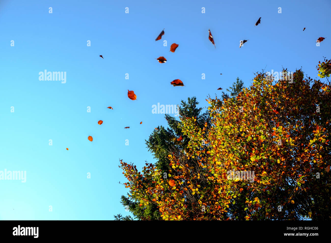 Deutschland, fallende Blätter im Herbst Stockfoto