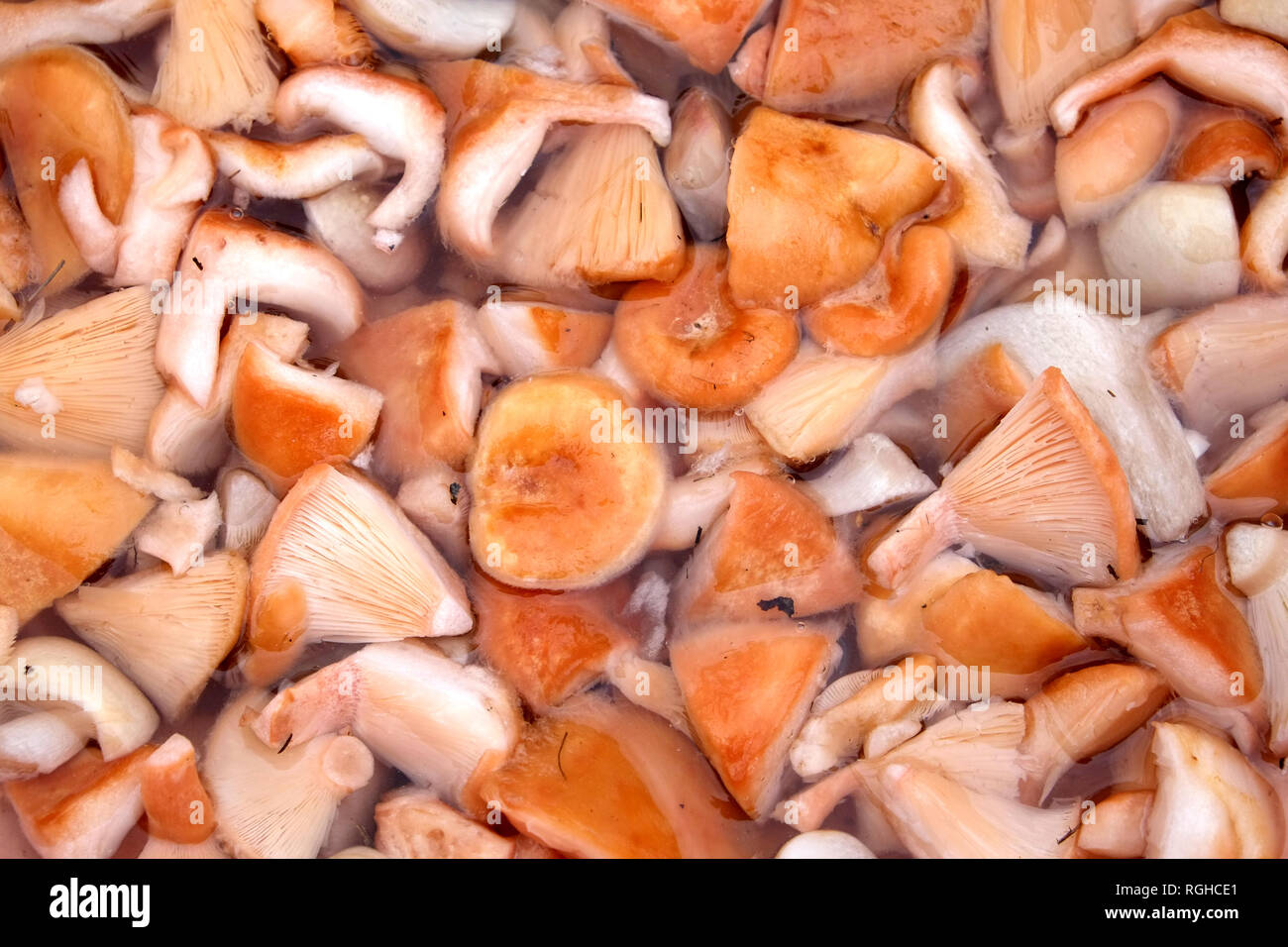 Viele gewaschen essbare Pilze in kleine Stücke gehackt in Wasser sind preparated für das Salzen als Hintergrund der Ansicht von oben schließen Stockfoto