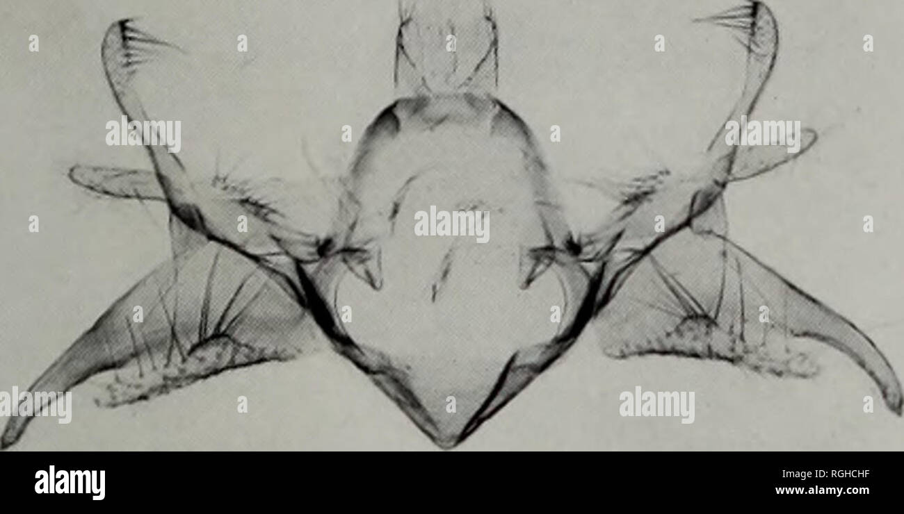 . Bulletin des British Museum (Natural History) Entomologie. " *"**" 3 84. 85. Bitte beachten Sie, dass diese Bilder sind von der gescannten Seite Bilder, die digital für die Lesbarkeit verbessert haben mögen - Färbung und Aussehen dieser Abbildungen können nicht perfekt dem Original ähneln. extrahiert. British Museum (Natural History). London: BM (NH) Stockfoto