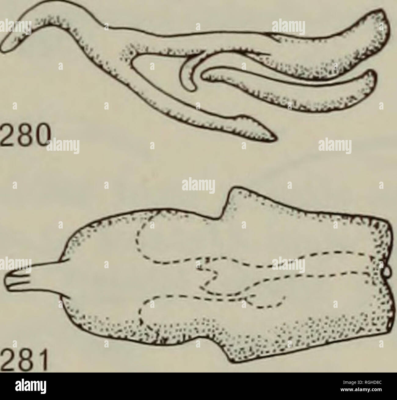 . Bulletin des British Museum (Natural History) Entomologie. 279. Feigen 277-281. Männliche terminalia von Irwiniella oldroydi, holotypus. 277, epandrium in der dorsalen Ansicht; 278, rechts gonocoxite in Intero-ventrale Ansicht; 279, 8; 280, sternite aedeagus in der Seitenansicht; 281, aedeagus in der dorsalen Ansicht. Maßstab: 0-5 mm.. Bitte beachten Sie, dass diese Bilder sind von der gescannten Seite Bilder, die digital für die Lesbarkeit verbessert haben mögen - Färbung und Aussehen dieser Abbildungen können nicht perfekt dem Original ähneln. extrahiert. British Museum (Natural History). London: BM (NH) Stockfoto