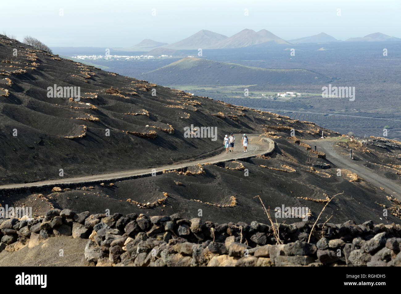 Zocos halbrunde Wände um Reben gebaut Morgentau, La Geria Tal die wichtigsten Weinanbaugebiet von Lanzarote, Kanarische Inseln, Spanien zu erfassen. Stockfoto