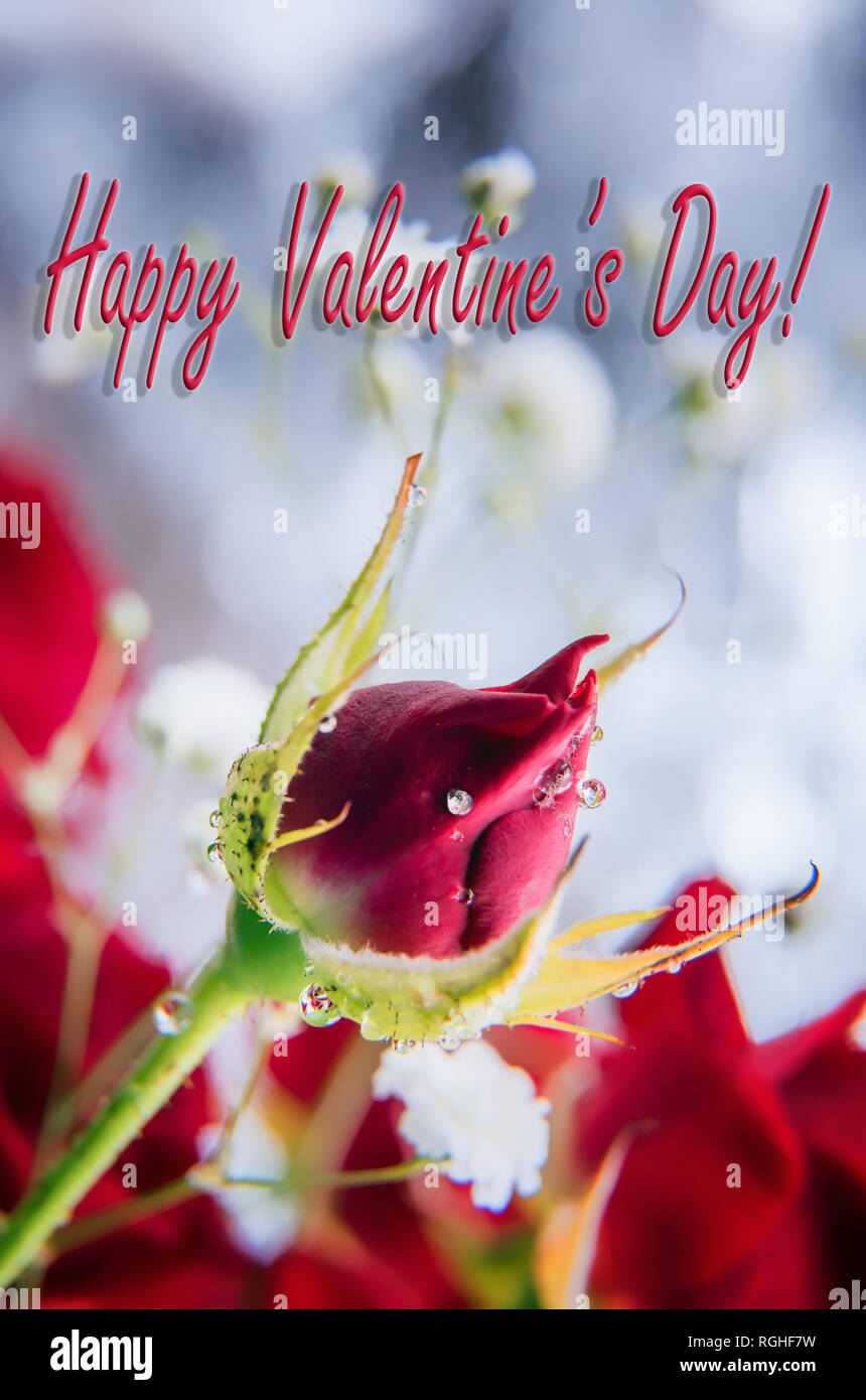 Bereit vertikale Grußkarten zum Valentinstag mit rose bud, unfocused rote Rose und weiß Gypsophila bouquet Hintergrund und Bokeh. Selec Stockfoto