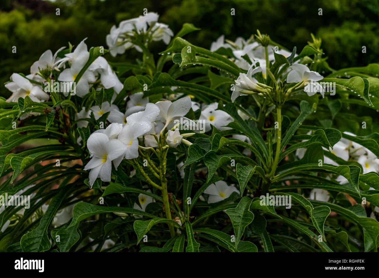 Ganz in der Nähe über white Plumeria Bäumen mit weißen Blumen suchen awesome in einem Garten. Stockfoto