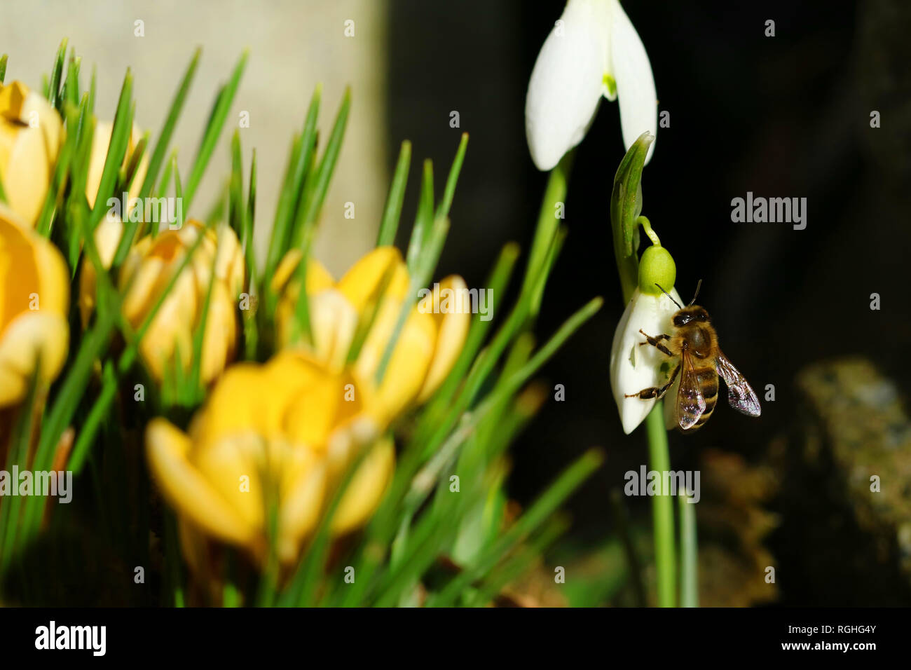 Biene auf einer Snowdrop neben gelben Krokusse im Frühling close-up Stockfoto