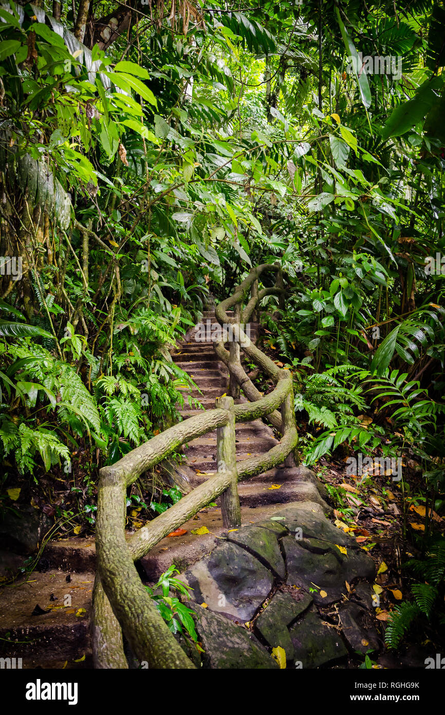 In einem Pfad, der Tropische Regenwald in Costa Rica Stockfoto