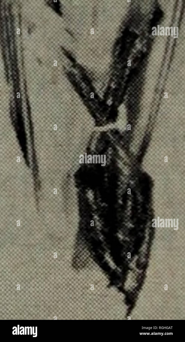 . Bulletin der British Ornithologists' Club. . Platte 1. Links, Calidris Canutus c/abgerissene Ice-Platte 2. Als die Platte 1 (Unterseite), Land, 31. Juli 1966. Rechts, C.C. Rufus von Medway Estuary. Beide Frauen (oben). Das Auftreten dieser Form in Großbritannien ist in Anbetracht der Tatsache, dass einige der Überwinterungsgebiet für westlichen Nordamerikanischen Knoten sind in Westeuropa und wahrscheinlich in Afrika zu erwarten. Die Tatsache, daß es bisher nicht identifiziert worden ist, zweifellos wegen dieses Rennen nur im Sommer Gefieder erkennbar ist. In dieser Hinsicht ist analog zu Schioler, der alpenstrandläufer Calidris alpin Stockfoto