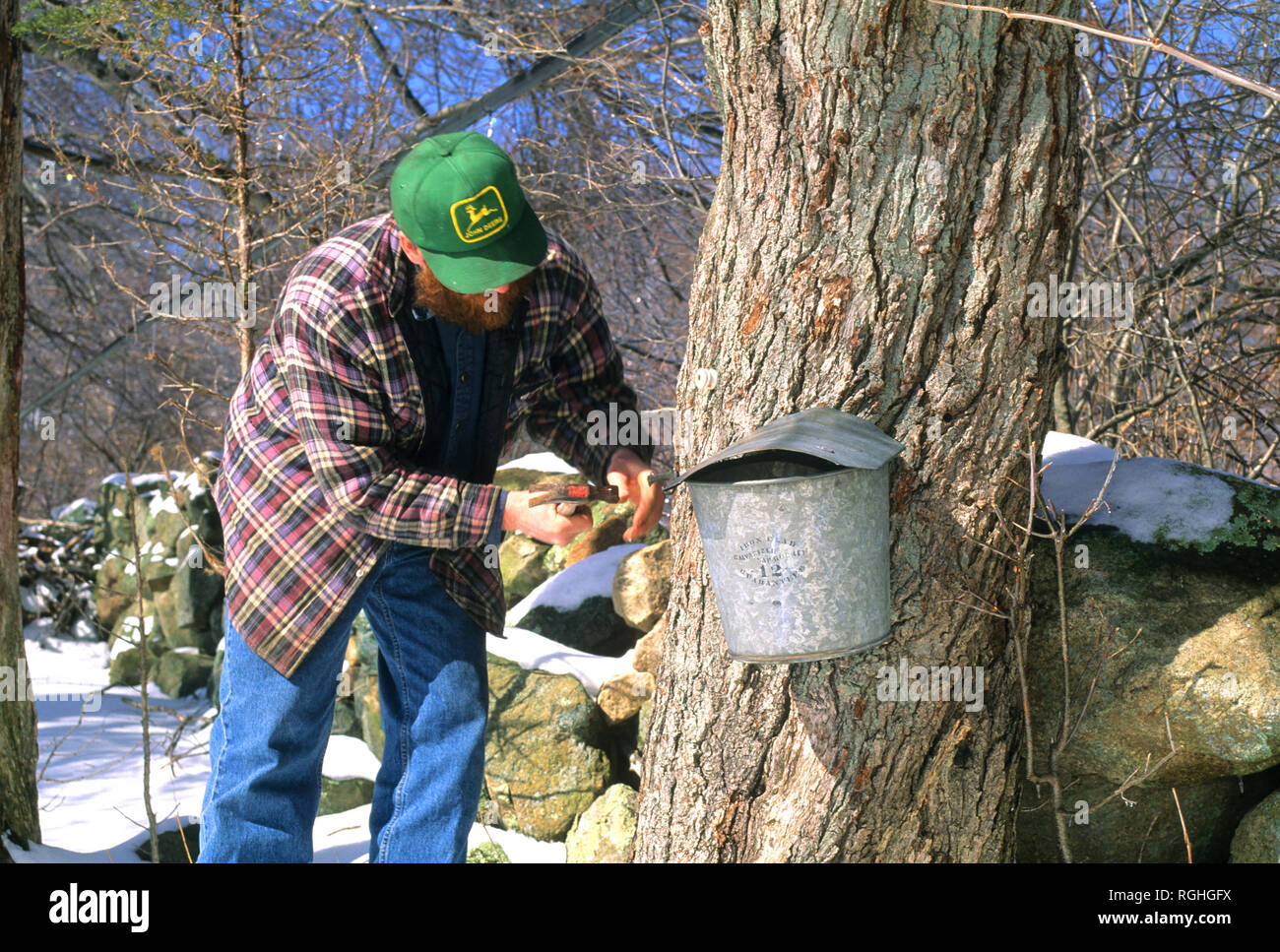 Tippen Sie auf einen Baum für den Ahornsirup Saison in Richmond, Rhode Island, USA Stockfoto