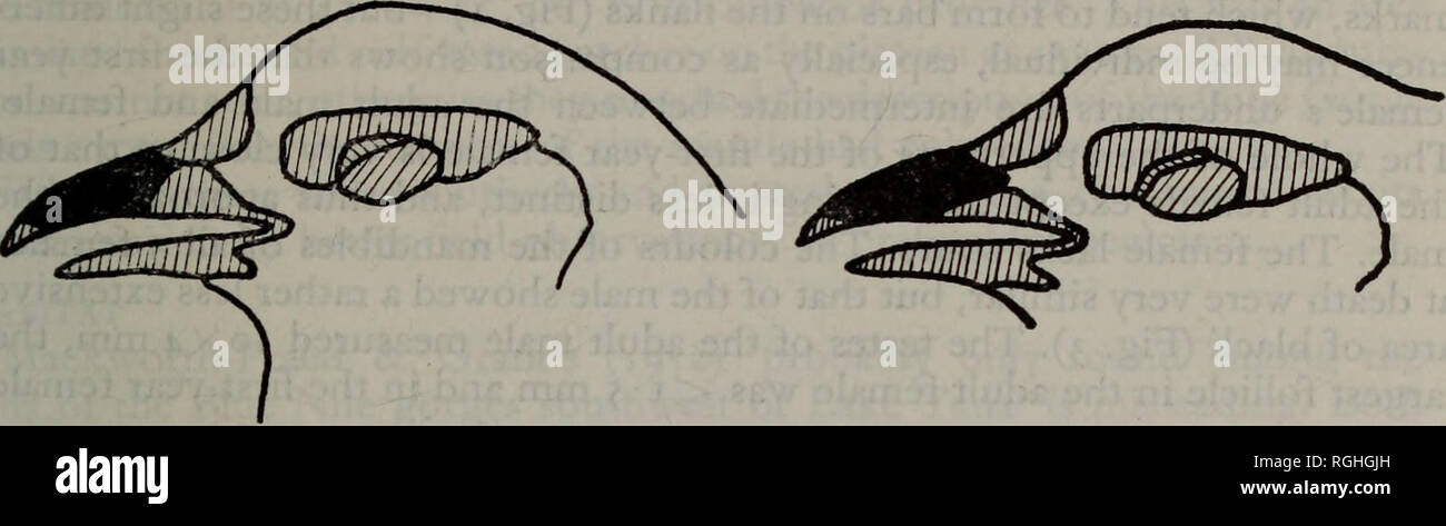 . Bulletin der British Ornithologists' Club. [Bull. B.O.C. 1978: 98 (2)]. Abbildung 3. Die Verteilung der Farben auf den Kiefer des Francolinus harwoodi die schattierten Bereiche sind rot, die Flächen sind Schwarz, o* links, $ Recht. Die Harwood Francolin Francolinus harwoodi ist einer der seltenen und fast unbekannte Vögel Afrikas (Halle & Amp; Moreau 1962). Bis vor kurzem hat es von nur 3 Exemplare, die in den letzten 78 Jahren in der Blaue Nil Schlucht im Norden Äthiopien gesammelt bekannt. Alle waren Männer. Der Zweck dieses Papiers ist zum Detail 4 weitere Exemplare (ein Männchen und drei Weibchen), describ Stockfoto