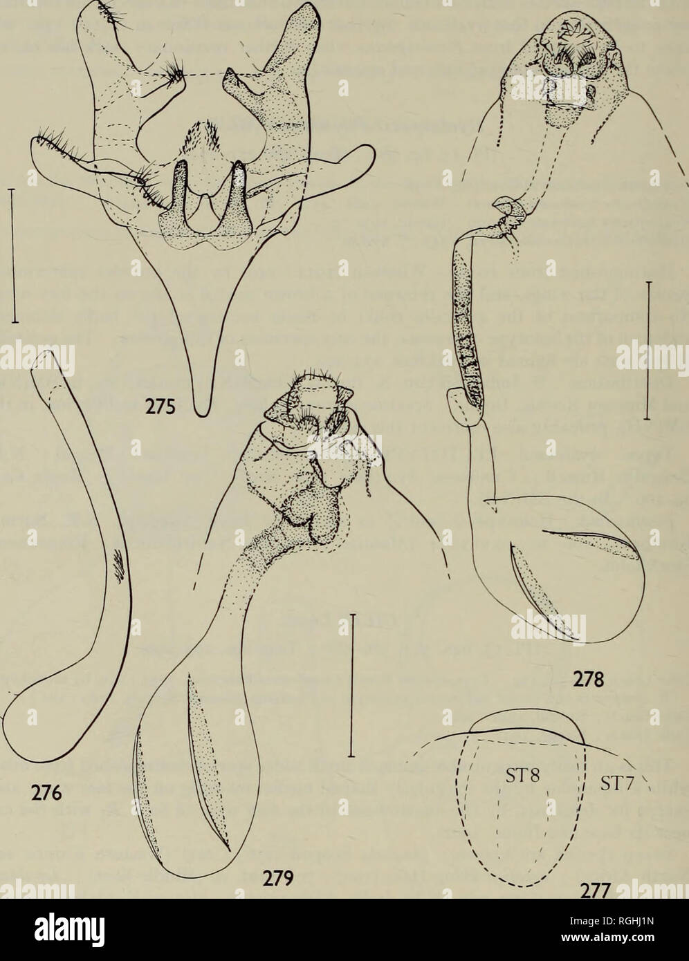 . Bulletin des British Museum (Natural History) Sdgg Supp. 138 A. WATSON. Abbn. 275-279. Cilix filipjevi, Genitalien. 275-278, filipjevi filipjevi. 275, $; 276, aedeagus; 277, $ 8 sternite und hinteren Rand des Achten tergite; 278, $; 279, filipjevi malivora, $.. Bitte beachten Sie, dass diese Bilder sind von der gescannten Seite Bilder, die digital für die Lesbarkeit verbessert haben mögen - Färbung und Aussehen dieser Abbildungen können nicht perfekt dem Original ähneln. extrahiert. British Museum (Natural History). London: BM (NH) Stockfoto