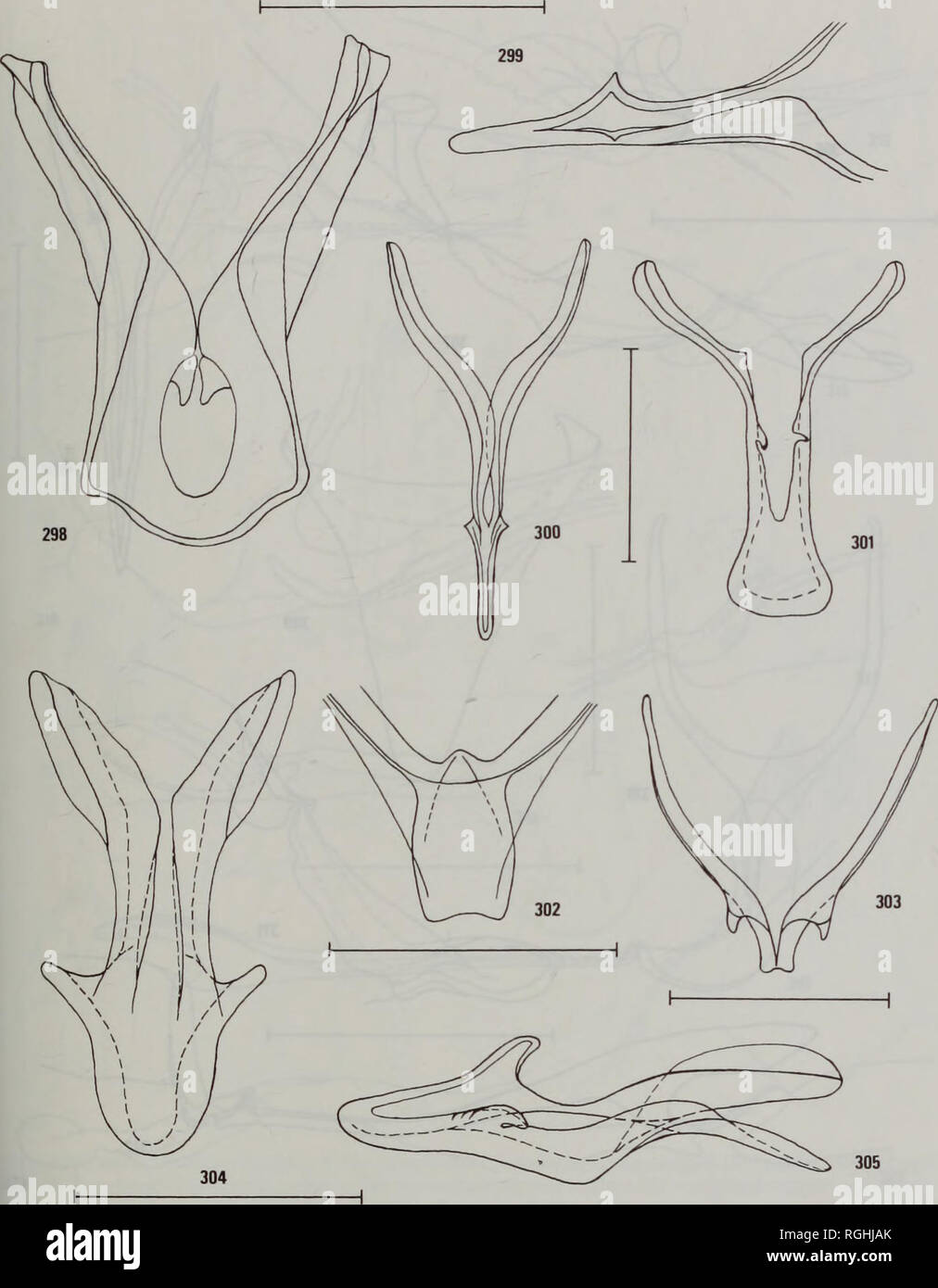 . Bulletin des British Museum (Natural History) Entomologie. Die SYSTEMATIK DER PLUSIINAE 235. Feigen 298-305 Vincula. 298, Agrapha, ventrale Ansicht. 299, Stigmoplusia, Dorsolateralen anzeigen. 300,- Stigmo plusia, ventrale Ansicht. 301, Thysanoplusia, ventrale Ansicht. 302, Rachiplusia, ventrale Ansicht. 303, Autographa gamma, ventrale Ansicht. 304, Plusiotricha (Plusiotricha), ventrale Ansicht. 305, Plusiotricha (Plusiotricha), dorso-laterale Ansicht.. Bitte beachten Sie, dass diese Bilder aus gescannten Seite Bilder, die digital für die Lesbarkeit verbessert haben mögen - Färbung und Aussehen dieser Abbildungen extrahiert werden Stockfoto