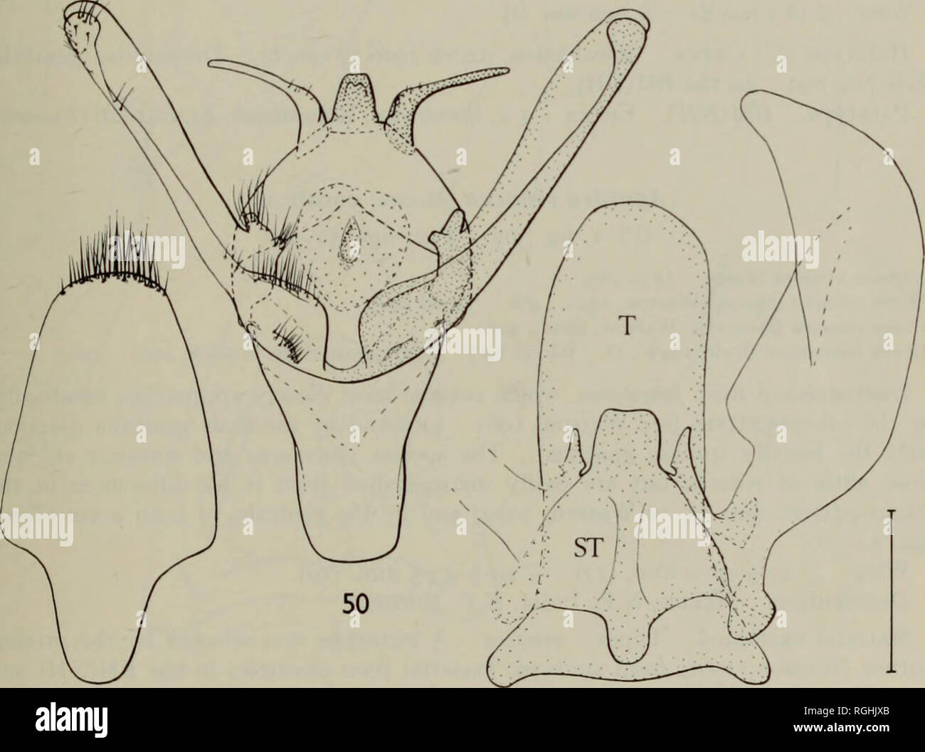 . Bulletin des British Museum (Natural History) Sdgg Supp. CHINESISCHE DREPANINAE 39 Agnidra corticata (Warren) Comb. n. (PI. 1, Abb. 303, 304; Text-Abbn. 44-51) Drepana corticata Warren, 1922: 464. [Bild] trennbar von der eng verwandten fuscilinea vinacea, und von denen es äußerlich ähnelt, von der viel kleineren Bereich des blassen Patches am Ende der Zelle auf den Vorderflügel. Diese Patches sind blass Buff; nicht dünn skaliert wie in specularia, einem anderen eng verwandten Arten. Die männlichen und weiblichen Genitalien sind auch die Diagnostik, insbesondere die kurzen uncus. Zwei Unterarten sind bekannt: Die Stockfoto