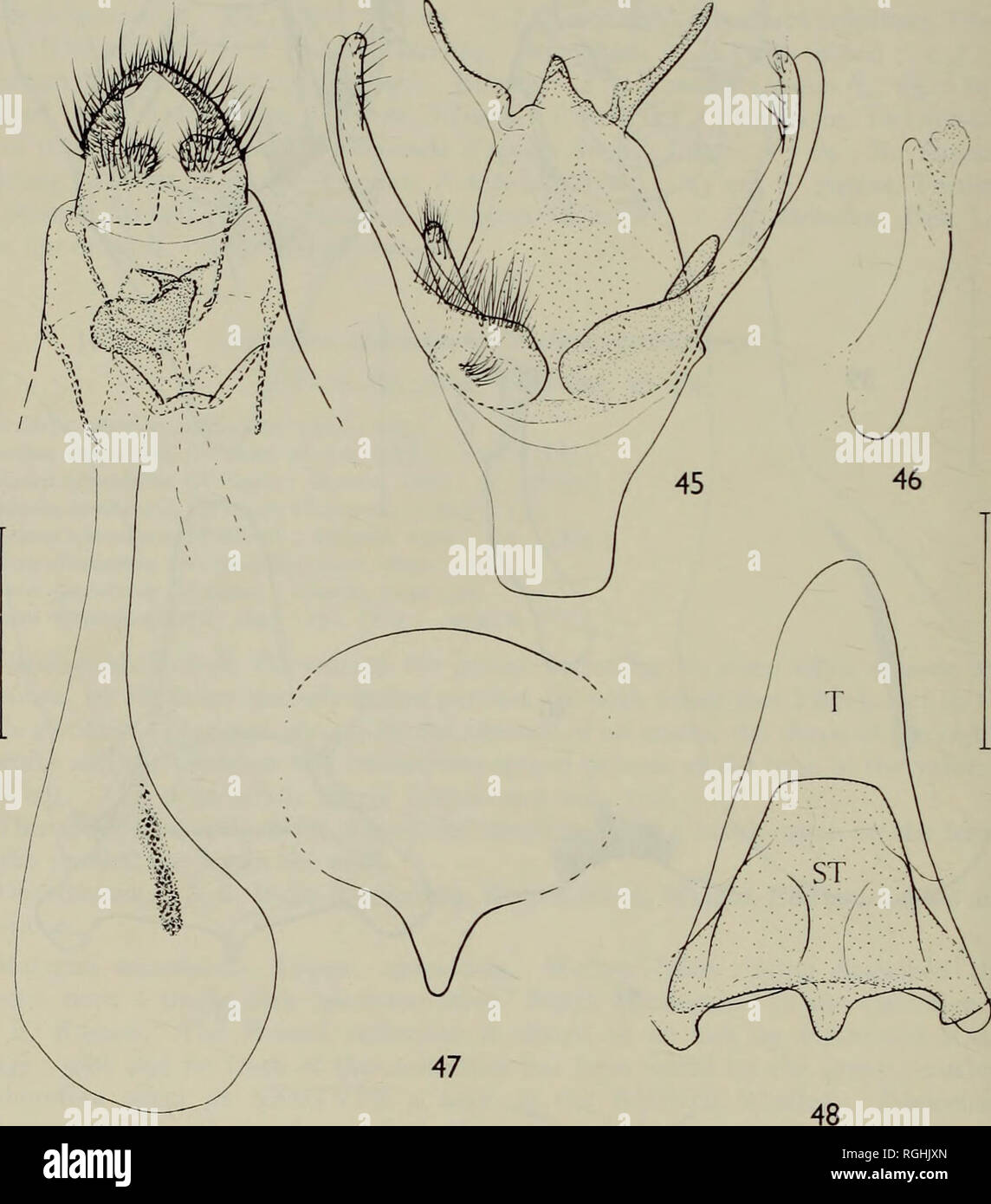 . Bulletin des British Museum (Natural History) Sdgg Supp. 3 "A. WATSON 4< J, ich $, Khasis; ich $, Assam, Cherrapunji. Sikkim: II< J, 2 $, 7000-10.000 ft., VIII. 1886, 23. iv-IX. 1889, viii. 1909 (Moiler, Elwes, Pilcher). Bhutan: 1< J, 2 $. Ceylon: 3 $, 1 $, Haputale. Daniel Sammlung, München. Es ist ein einzelner Mann aus Vietnam (tonking), die beweisen können, um eine neue Unterart des specularia darstellen.. 44 Feigen. 44-48. Agnidra corticata corticata, Genitalien. 44, $; 45,^; 46, aedeagus; 47, $ 7 sternite; 48, £ 8 tergite und sternite.. Bitte beachten Sie, dass diese Bilder sind extr Stockfoto