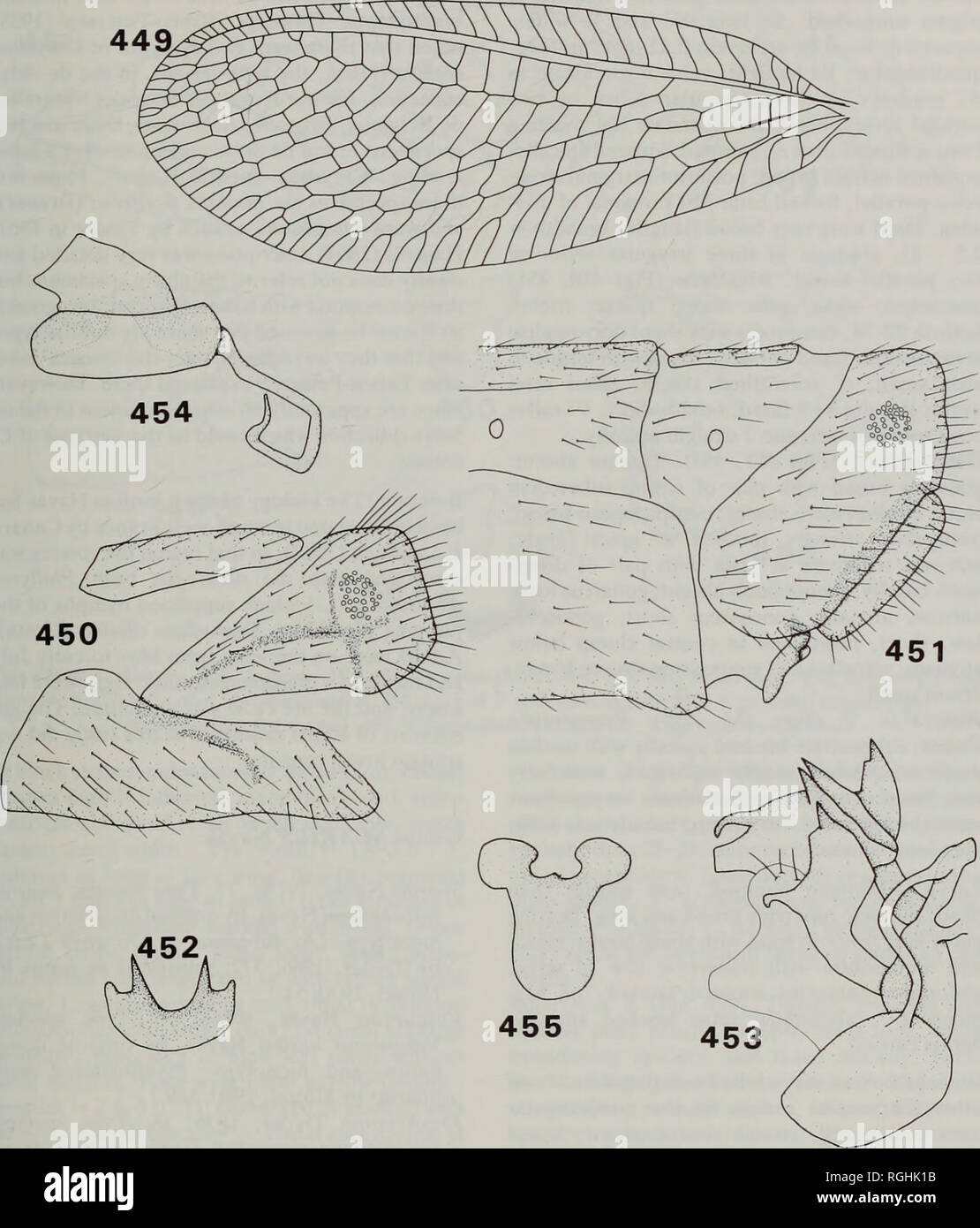 . Bulletin des British Museum (Natural History) Entomologie. Die FLORFLIEGEN DER WELT: Eine generische Überprüfung (Neuroptera: Chrysopidae) 235. Feigen 44" M55 Rexa. 449, 451, 454,455, R.; lordina 450,452,453, R.; Raddai. 449, Vorderflügel; 450, an der Spitze von 3 Bauch, seitliche; 451, an der Spitze von 9 Bauch, seitliche; 452, d gonapsis, dorsale; 453, 6 gonarcus Komplex, seitliche; 454, 9 spermatheca, seitliche; 455, 9 subgenitale, kaudale. Grün. Kopf mit schwarzen Streifen auf Gena oder Rot suffusion, roter Streifen auf Vertex; palps Truncate, abgeflacht; apically labrum tief; invaginated toruli Vertex; klein; Kopf Breite: Auge Stockfoto