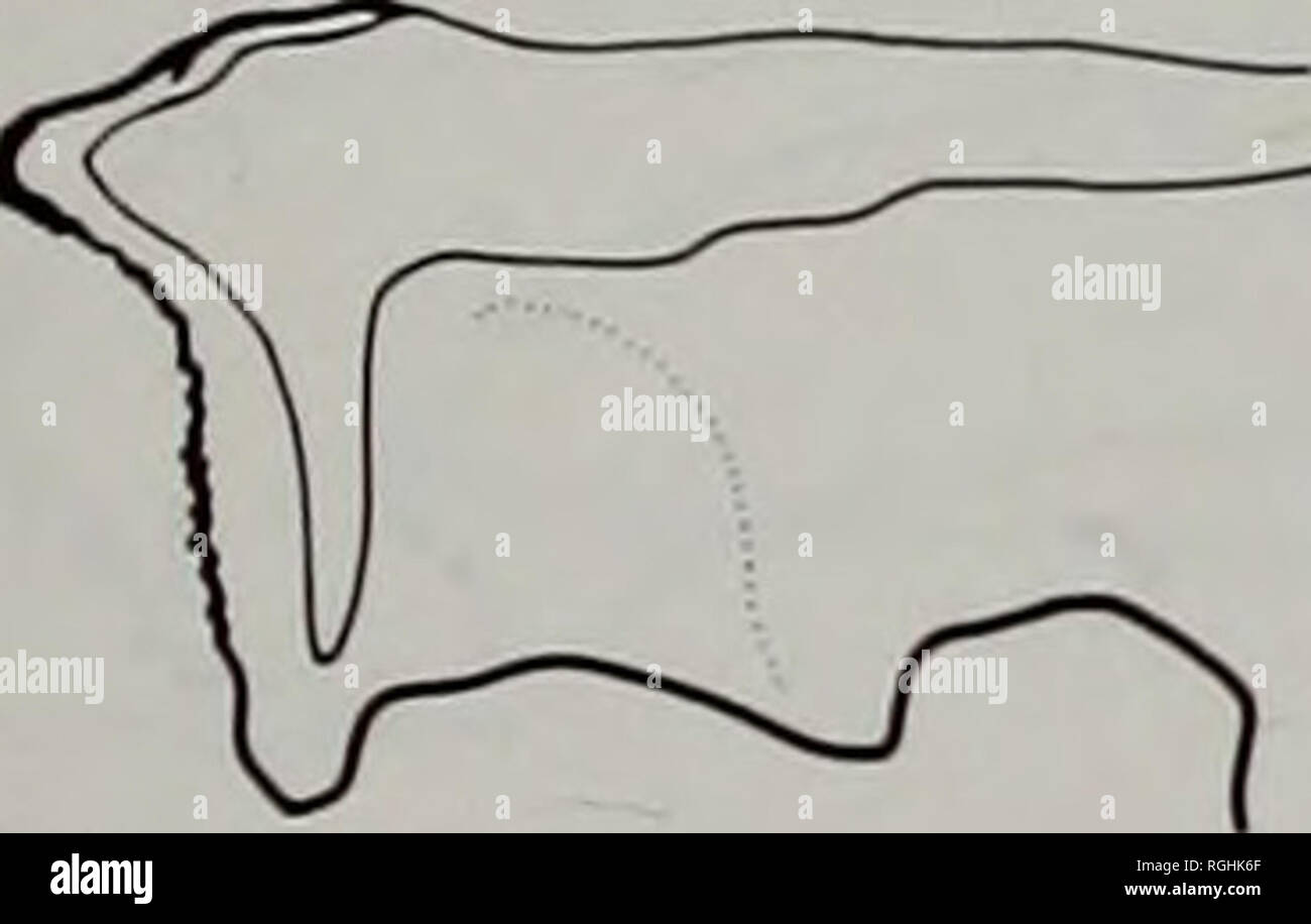 . Bulletin des British Museum (Natural History) Entomologie. f^. 109 110 111 112 113 114 115. Bitte beachten Sie, dass diese Bilder sind von der gescannten Seite Bilder, die digital für die Lesbarkeit verbessert haben mögen - Färbung und Aussehen dieser Abbildungen können nicht perfekt dem Original ähneln. extrahiert. British Museum (Natural History). London: BM (NH) Stockfoto