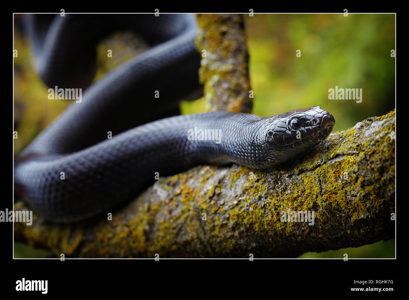 Schwarze Schlange auf einen Baum bei der Jagd nach Nahrung ein- oder ausblenden von Raubtieren, die ihn ihr Essen, wenn Sie in der geöffneten Stockfoto