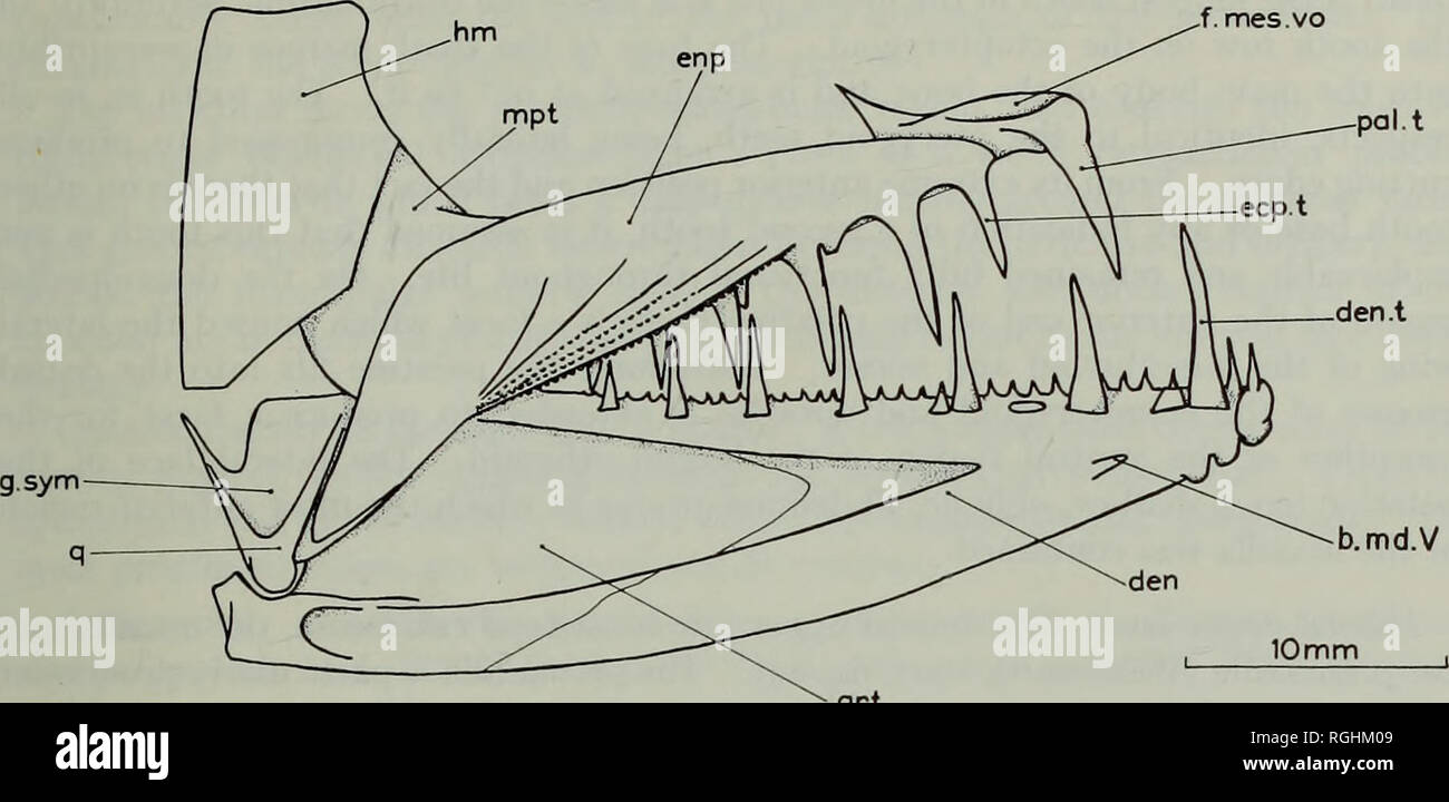 . Bulletin des British Museum (Natural History) Geologie ergänzen. Vor allem MYCTOPHOIDS. kunst Abb. 36. Enchodus lewesiensis (mantell). Hyopalatine Knochen und Unterkiefer auf der linken Seite im Medial anzeigen. Lateralis erweitert Medial vor dem endopterygoid, so dass beide Seiten der V-förmige Mulde gebildet werden von ectopterygoid. Der Trog weitet sich vorher in eine U-Form und der POSTERO-ventrale Region der pfälzischen ruht in sich. Die ventro-lateralen Region der pfälzischen Knochen gibt es eine Längs- Ridge pro-jecting Lateral und ventral. Die ectopterygoid Spreads vorher, ve Stockfoto