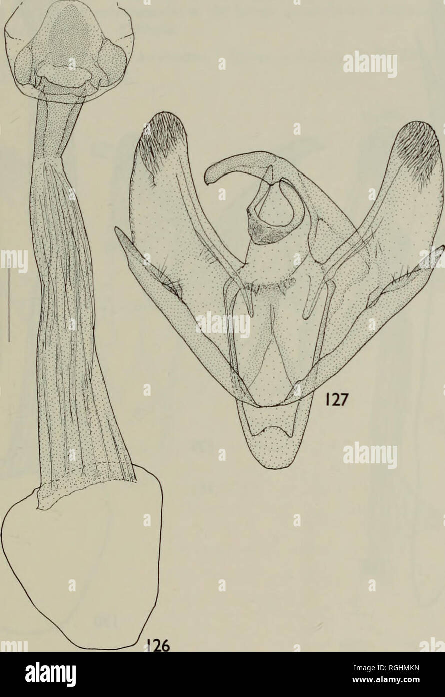 . Bulletin des British Museum (Natural History) Sdgg Supp. REVISION DER AFRIKANISCHEN ARTEN CLEORA 95 breit wie cucullus, minutiös scobinate und über ventralen Marge von Ventil; zwei cornuti, einem Drittel und drei Fünftel Solange aedeagus. $. Genitalien (Text-Bild. 130). Lamella postvaginalis ähnlich in Form und Tiefe zu denen der vorangegangenen Unterarten, aber stärker sclerotized medio-posterior; gut definierten hinteren Rand des colliculum abgesichert mit stark sclerotized anterior Marge von Lamelle antevaginalis. Messungen. $ 38-50mm. ; $ 44-48 mm.. Abbn. 126-127. C. Stockfoto