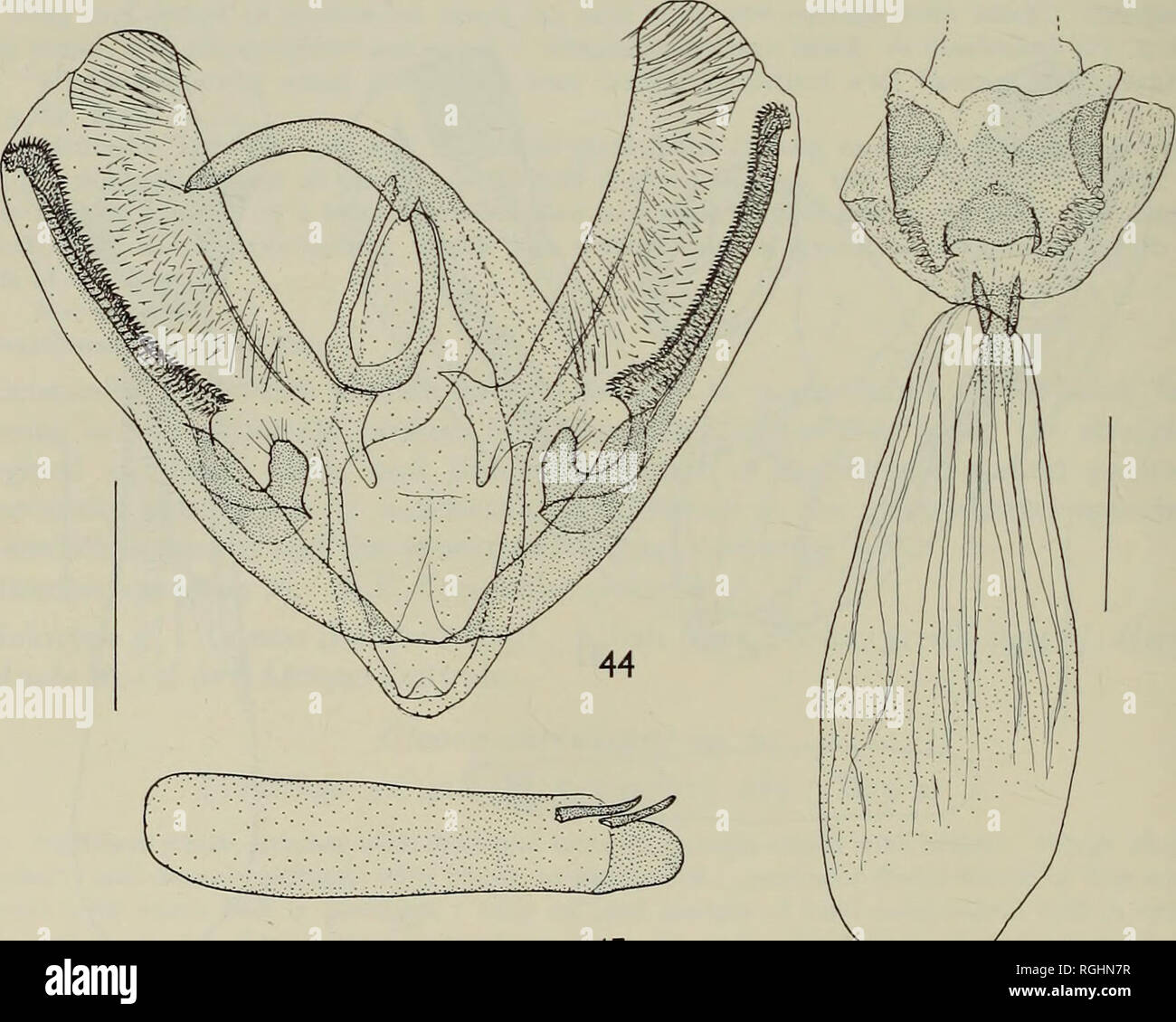 . Bulletin des British Museum (Natural History) Sdgg Supp. 38 D.S. FLETCHER Cleora herbuloti (Fletcher) Comb. n. (Text-Abbn. 44-46; PL 5, Abb. 215-222; Karte 9) Neocleora herbuloti Fletcher, 1958: 136, Abb. 44, 85, 215. Neocleora herbuloti Fletcher; Anon., 1963: 4. c? $. Äußere Zeichen von Farbe und Muster geographisch variieren und sind unter der jeweiligen Unterarten besprochen. o*. Genitalien (Text-Abbn. 44, 45). Arm des sacculus in Form einer schlanken Stange, dicht und Spined Rasp - wie auf der Rückenseite, spiralförmigen ventrad apically, die durch ein Semikolon getrennt sind eiförmig excava - tion aus einem kleinen Stockfoto