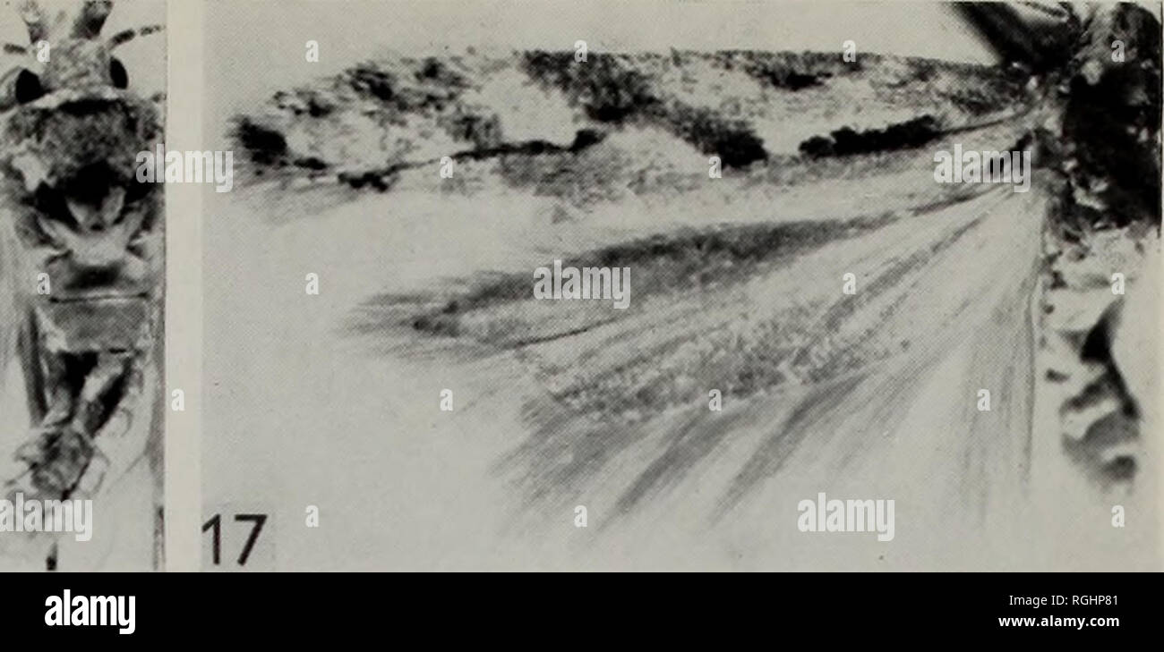 . Bulletin des British Museum (Natural History) Entomologie. Bull. Br. Mus.-Nat. Hist. (Hno) 34, 2 Platte 2 16 fefeb. 18. Bitte beachten Sie, dass diese Bilder sind von der gescannten Seite Bilder, die digital für die Lesbarkeit verbessert haben mögen - Färbung und Aussehen dieser Abbildungen können nicht perfekt dem Original ähneln. extrahiert. British Museum (Natural History). London: BM (NH) Stockfoto
