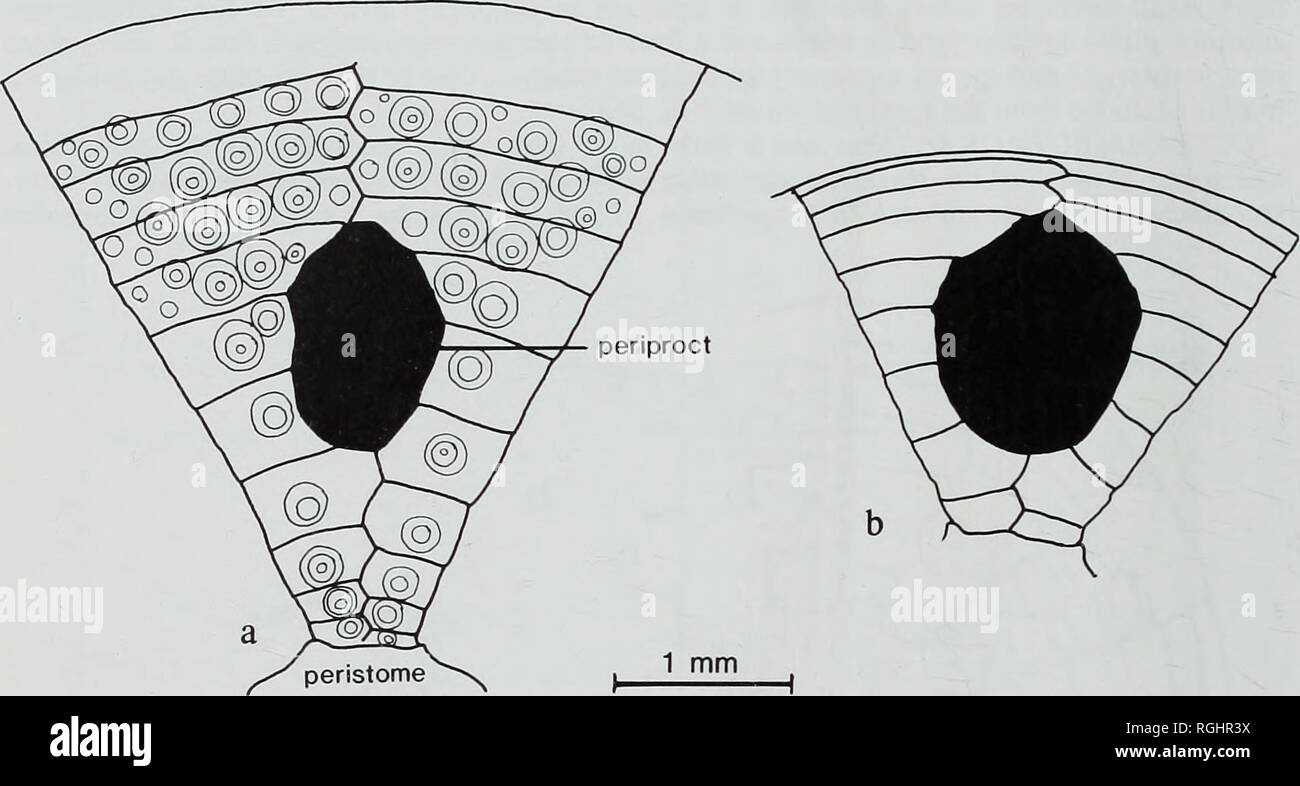 . Bulletin des British Museum (Natural History), Geologie. 100 SMITH, Paul, GALE &Amp; DONOVAN 10-11-5mm im Durchmesser (Abb. 35). Die interambulacral Platten sind erheblich breiter als hoch; an der ambitus meine Platte Höhe ist 24 % der Plattenbreite (SD=1-5; N=10). Jeder inter-ambulacral Platte hat eine kleine primäre Tuberkel in der Mitte und bis zu zwei andere sekundäre tuberkel von der gleichen Größe und an der ambitus. Zwei weitere Tuberkel, sehr viel kleiner als die drei Prinzip Tuberkel, kann gegenüber der adradial Kante der Platte. Diese sind nicht mit den anderen Tuberkel ausgerichtet. Th Stockfoto