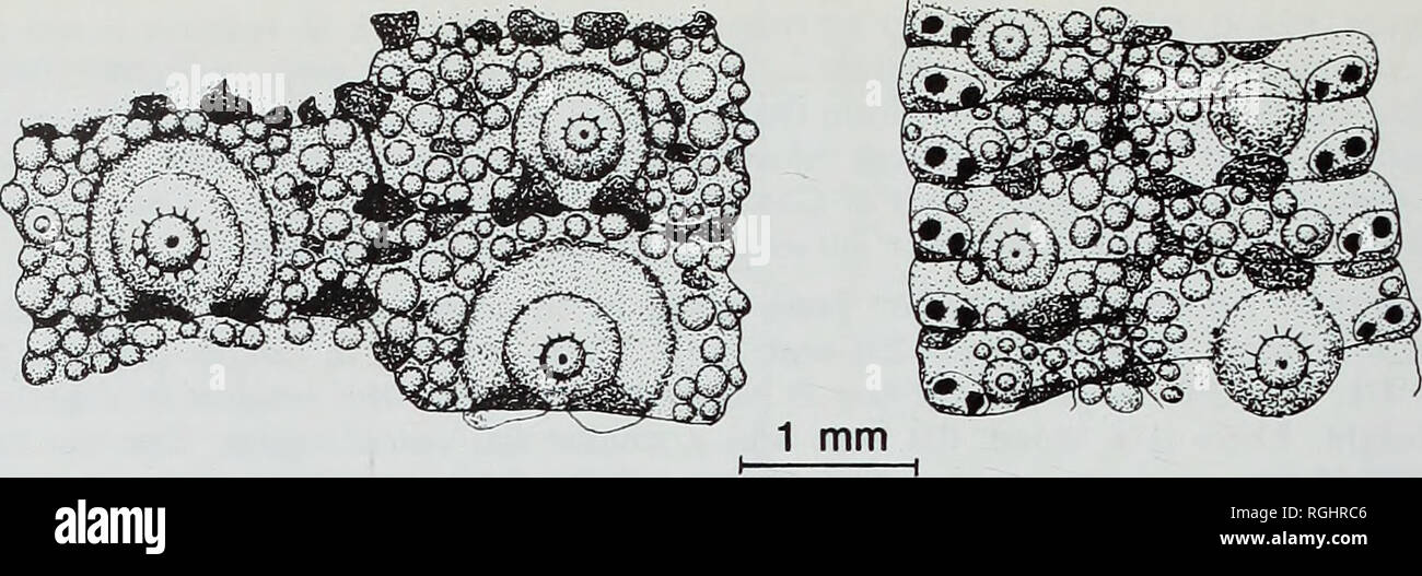 . Bulletin des British Museum (Natural History), Geologie. 82 SMITH, Paul, GALE &Amp; Donovan. Abb. 27 Camera lucida Zeichnungen von ambital interambulacral Platten (links) und ambulacral Platten (rechts) in 80049 Glyphocyphus radiatus (E.) von der unteren Cenoman- von Wilmington. zwei Platten in allen drei (Abb. 27). In jeder Spalte ambulacral Es gibt 20 ambulacral Poren und 6 primäre Tuberkel auf 6-2 mm-Durchmesser, steigend auf 39 ambulacral Poren und 13 primäre Tuberkel auf 13-3 mm-Durchmesser (Abb. 25). Primäre tuberkel sind relativ klein und die Abnahme der Größe nach und nach in Richtung der Spitze. Mili Stockfoto