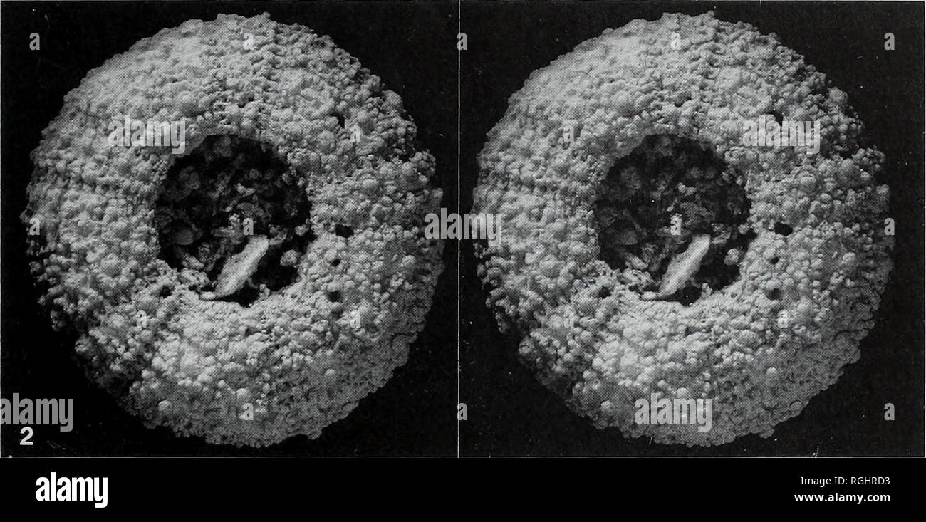 . Bulletin des British Museum (Natural History), Geologie. Kreidezeit STACHELHÄUTER von Wilmington 79 w^^^^^^^^ PB - H;;;;;;;; W^* V>"-v. ^^B t |------>">!^B^â * ''..^ - j '^b. m. , -. -^ Vj^L Sa^pK'* i-jOB"^^ jfli â-'â â¢.â¢ r-' -.^ -.-' - MlHj^1 JSM. iHg. 4-------. .-^ Sm^^^ B I; "- - -" T^^s^n^K* mm^i: 1 -" - IKa*W mi â^sHV 6^ Â" RaPjAK; 4 kS^m Ich^^^^ dR | f ^ f*'. "^^A^H jpf> [llL> j. mM^ BM ES EIN * Ich. Bitte beachten Sie, dass diese Bilder extrahiert werden aus der gescannten Seite Bilder, die digital haben für die Lesbarkeit verbessert - Färbung und Aussehen dieser Abbildungen können nicht perf Stockfoto