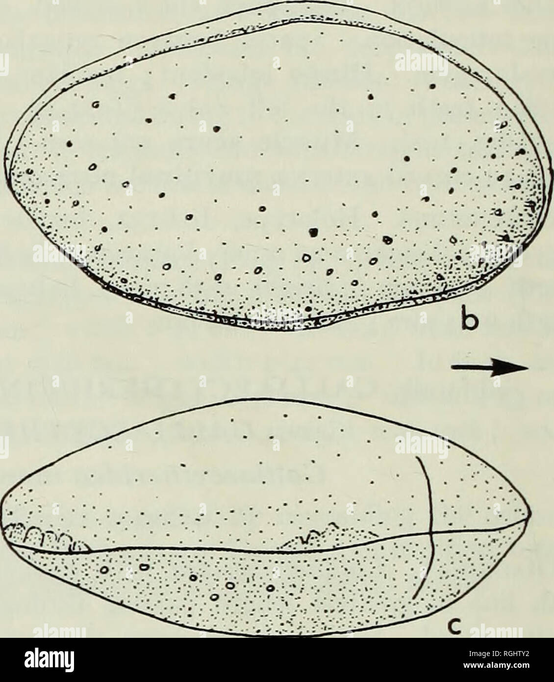 . Bulletin des British Museum (Natural History), Geologie. . 0125 mm Abb. I4 a-C. Galliaecytheridea manyuliensis sp. nov. pore Kanäle, männliche linke Ventil, paratype Io. 6148. Panzers, paratype ich 0.6149. a. Anterior duplicature und Rn b, C. Rechts und dorsalen Ansichten, weibliche Höhe 0-43 mm; Breite von 0-24 mm. Ich 0.6150, männliche Panzers, Länge 0-78 mm; Höhe 0-42 mm; Breite 0-33 mm. Diskussion. Wie Galliaecytheridea hemimerodont diagnostiziert verfügt über ein Scharnier, das mediane Element glatt wird. In Galliaecytheridea manyuliensis sp. nov., jedoch das Scharnier antimerodont anteromedian Element ist, das die Stockfoto