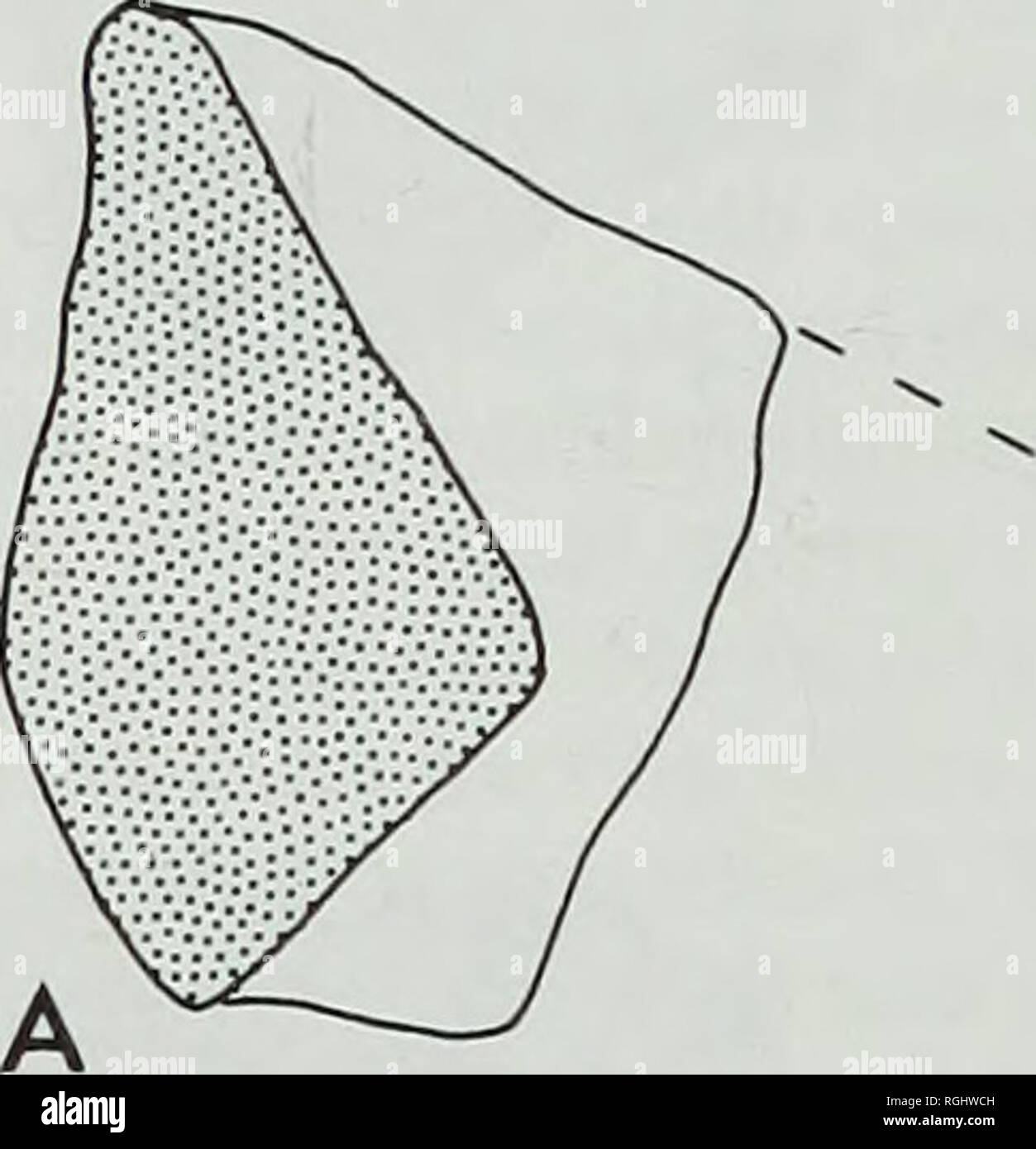 . Bulletin des British Museum (Natural History), Geologie. 104 p-J-ANDREWS (1967) zu "zugewiesene Kenyapithecus africanus" auf der Basis des vermeintlichen Anwesenheit von einem Kinn, das geniale Fossa fast direkt nach unten gerichtet ist auf seinem Wiederaufbau. Wenn die Fossa posterior gerichtet ist, so dass die Zunge Muskeln anfügen können, die 'Chin' verschwindet. Dies ist schematisch in Abb. 1 gezeigt. 3. Die genialen Fossa hat ein oder zwei gepaarte Gruben, wahrscheinlich die Kennzeichnung der Anlage zur geniohyoid genioglossus und Muskeln. Die Mylohyoid Muskel scheint entlang der unteren Lippe der gen angebracht worden zu sein Stockfoto