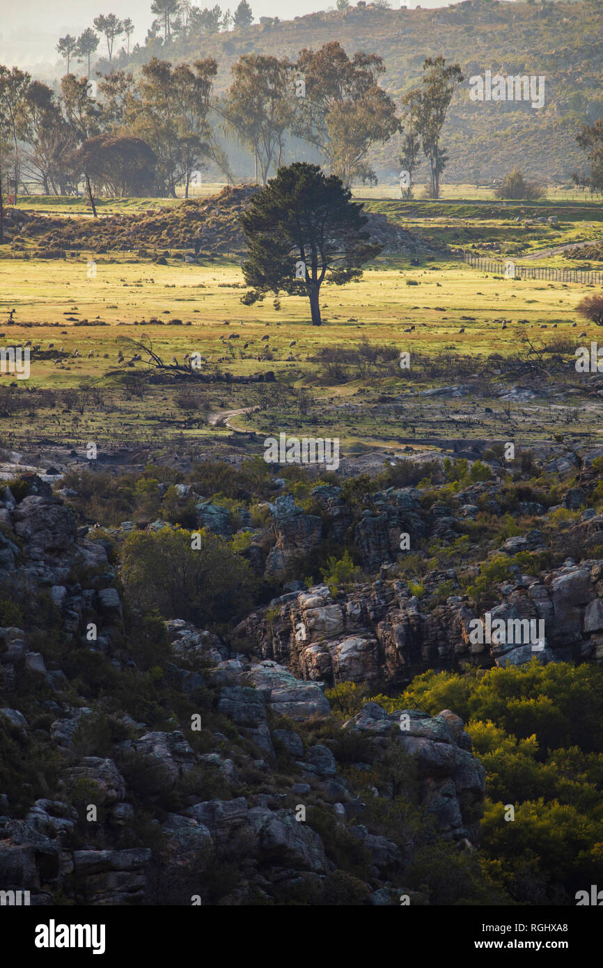 Südafrika, Western Cape, Baum auf der Wiese Stockfoto