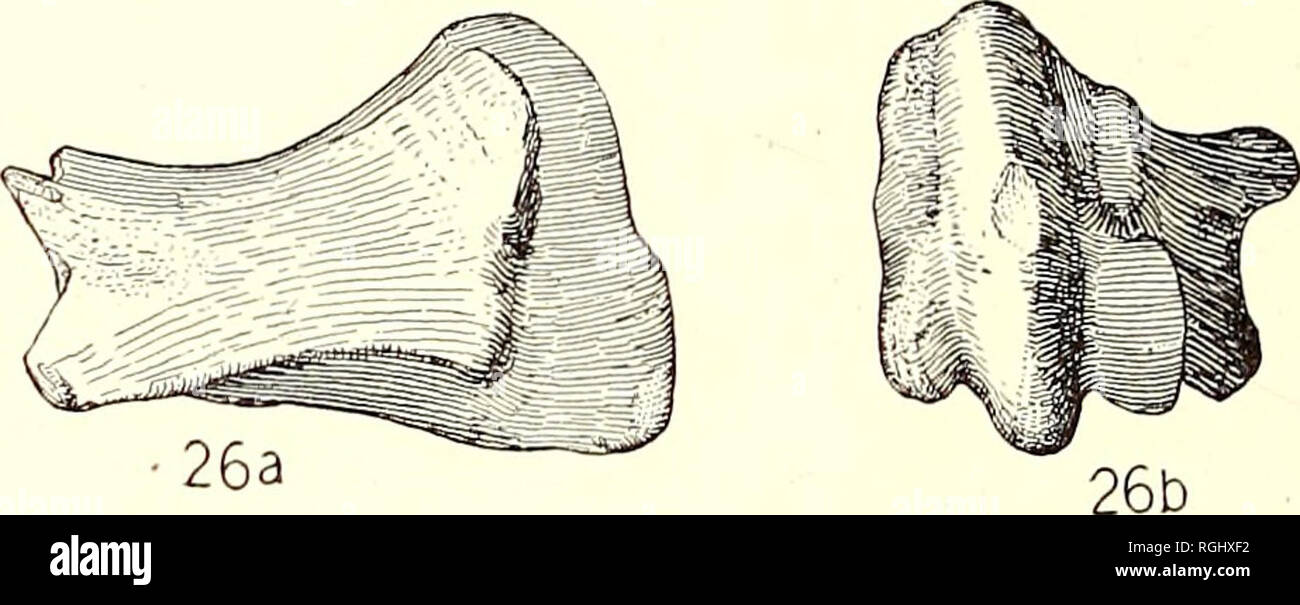 . Bulletin der Abteilung für Geologie. Geologie. 506 Universität von Kalifornien Publikationen in der Geologie [VoL-10 Oberfläche ist sigmoid in dorso-ventrale Richtung der externen Seite. Intern diese Oberfläche ist flacher. Das distale Ende trägt eine schwere Carina mit einem entlang dem unteren Teil der Innenseite versetzt. Messungen von Second Metacarpal, nein. 19872 Gesamtlänge 89 mm. Tiefe des distalen Carina 43,4 größte Breite des distalen Ende 27.6 a, ca... Abbn. 26 a und 26 b. Nothrotherium shastense hawveri, n. subsp Dritte meta-carpal (?), nein. 19861, X V-2-Abb. 26 a, laterale Ansicht; Bild. 26 b, Anzeigen Stockfoto