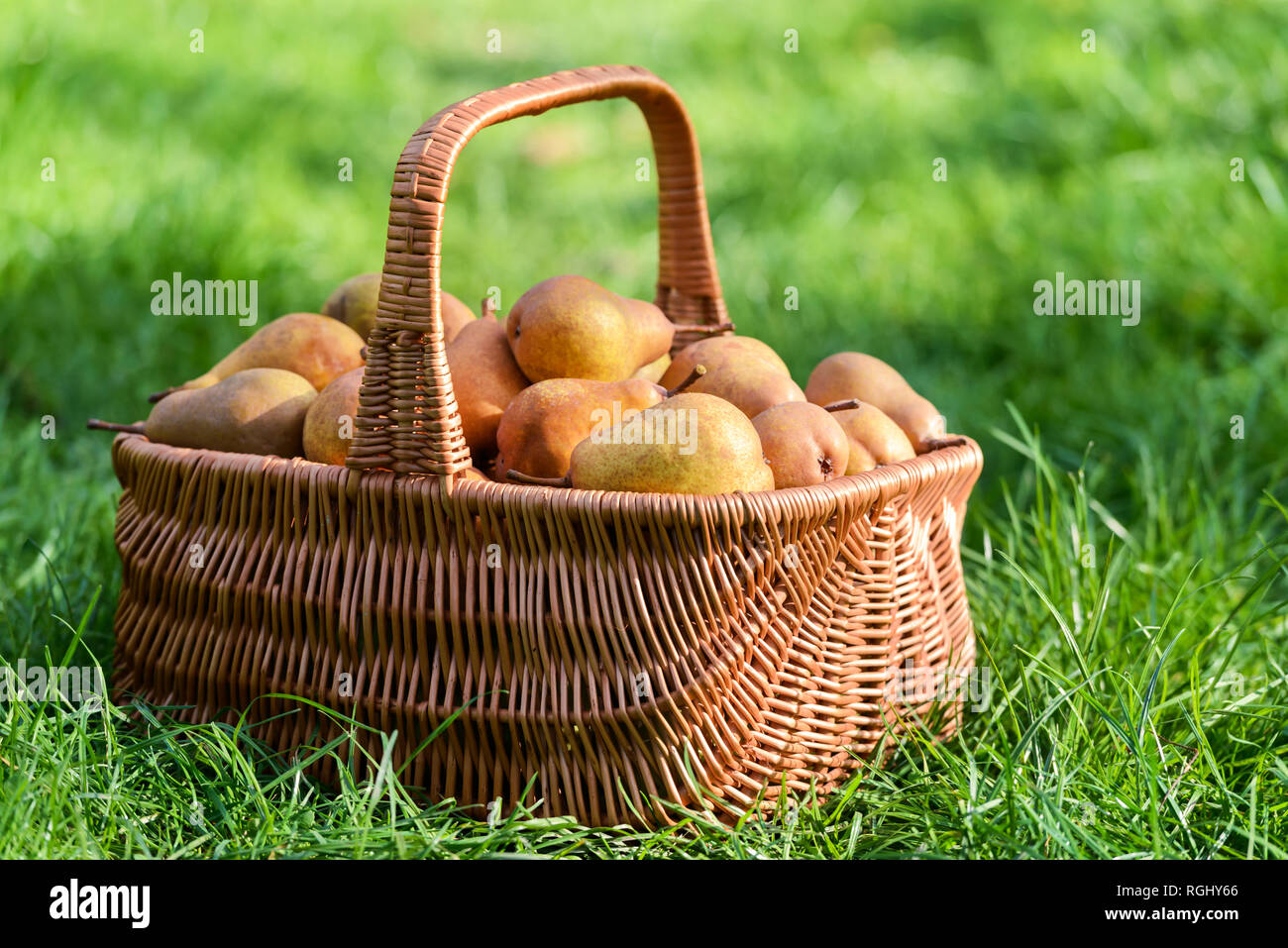 Korb mit reife Birnen auf Garten. Ernährung und Gartenbau Konzept Stockfoto