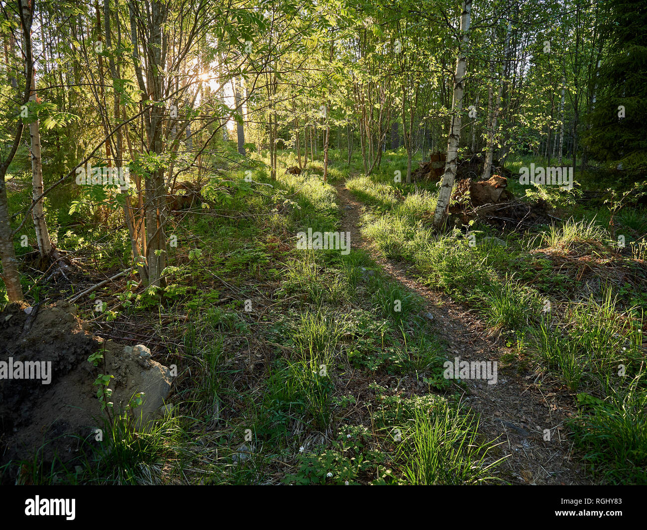 Grün Natur finnische Wald durch die Sonnenstrahlen durch die Bäume beleuchtet. Das Konzept der Ökologie und Natur Reservierung Stockfoto