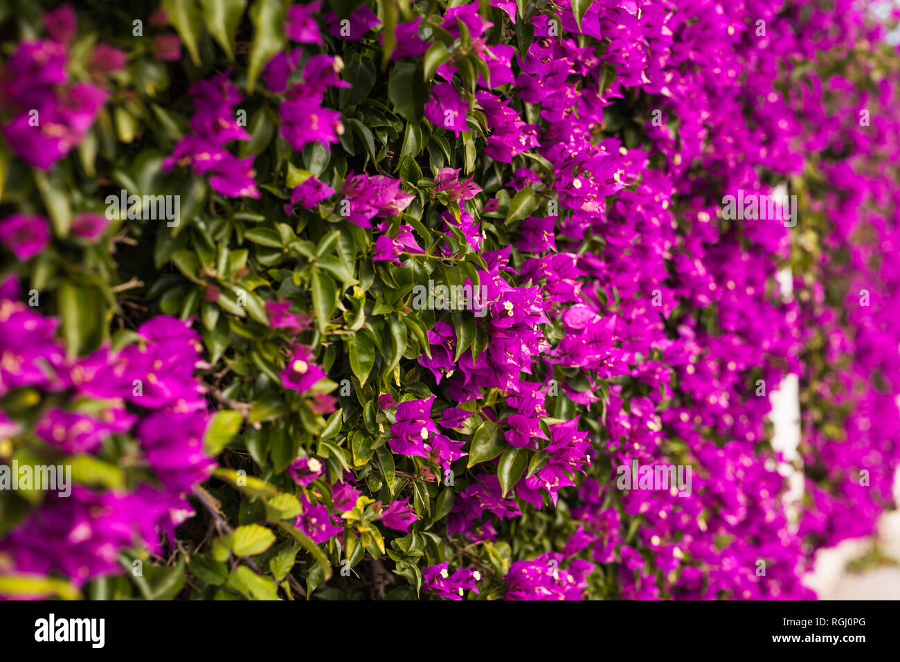 Mediterrane pflanzen Konzeptblühenden Bougainvillea Blüten aus der