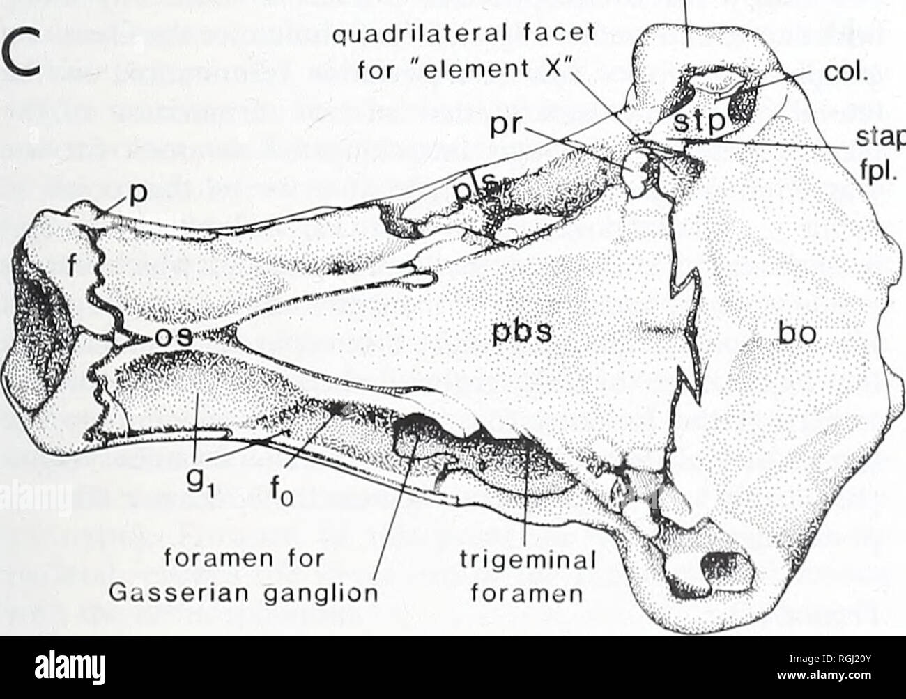 . Bulletin des British Museum (Natural History). Geologie.. trigemina otic Kapsel stap. leicht konkav, die Wölbung wird mehr Quer als Anteroposteriore. Das vordere Drittel des seitlichen Rand des parabasi - Sphenoid Nähte in einer mehr oder weniger geraden Linie mit dem orbitosphenoid. Auf der Ebene des vorderen Ende des foramen Für die Gasserian ganglion, aber die parabasisphenoid sendet einen kleinen, seitlichen Flügel; an diesem Punkt die Naht zwischen den parabasisphenoid und der orbitosphenoid- digitiform, endumwandlung am medialen Rand des Foramen ein wenig hinter seinen Stockfoto