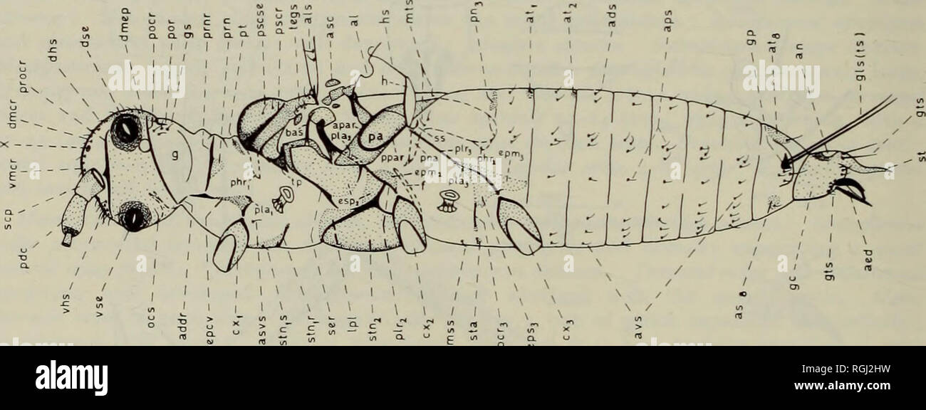 . Bulletin des British Museum (Natural History) Sdgg Supp. 170 MORPHOLOGIE UND SYSTEMATIK von erwachsenen Männern breit; tarsal digitules apically Genoppte, 24-27 (26) (ich lange. Kralle Breite an der Basis, schlagartig verjüngt sich zu einer Spitze; mit ein paar apically Genoppte ungual digitules. Die folgende Tabelle zeigt die Länge des Beines Segmente (in µm) und die Anzahl der Setae auf die einzelnen: Fore Bein mittleren Bein Hinterbein Coxa Länge f.s. h.s. 40-43 (41), 8-12 (9-6) 10-15 (13-16) 40-46 (42), 9-16 (n-8) 11-14 (12-14) 46-49 (47) 11-19 (136) 10-13 ("-8) Trochanter Länge f.s. h.s. 58-64 (61) 3-5 (4-2) 6-9 (8-8) 61 Stockfoto