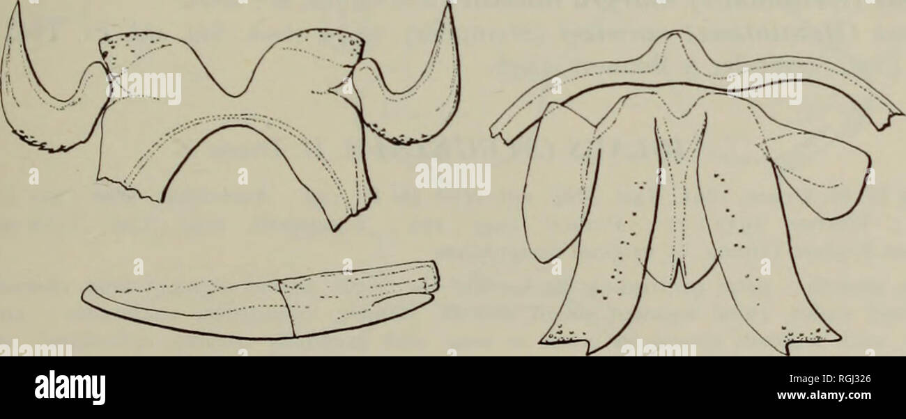 . Bulletin des British Museum (Natural History) Sdgg Supp. GATTUNGEN