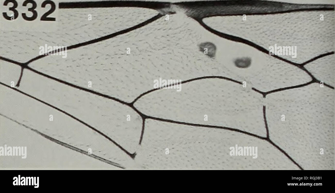 . Bulletin des British Museum (Natural History) Entomologie. IAN D. GAULD 332. 333. Bitte beachten Sie, dass diese Bilder sind von der gescannten Seite Bilder, die digital für die Lesbarkeit verbessert haben mögen - Färbung und Aussehen dieser Abbildungen können nicht perfekt dem Original ähneln. extrahiert. British Museum (Natural History). London: BM (NH) Stockfoto