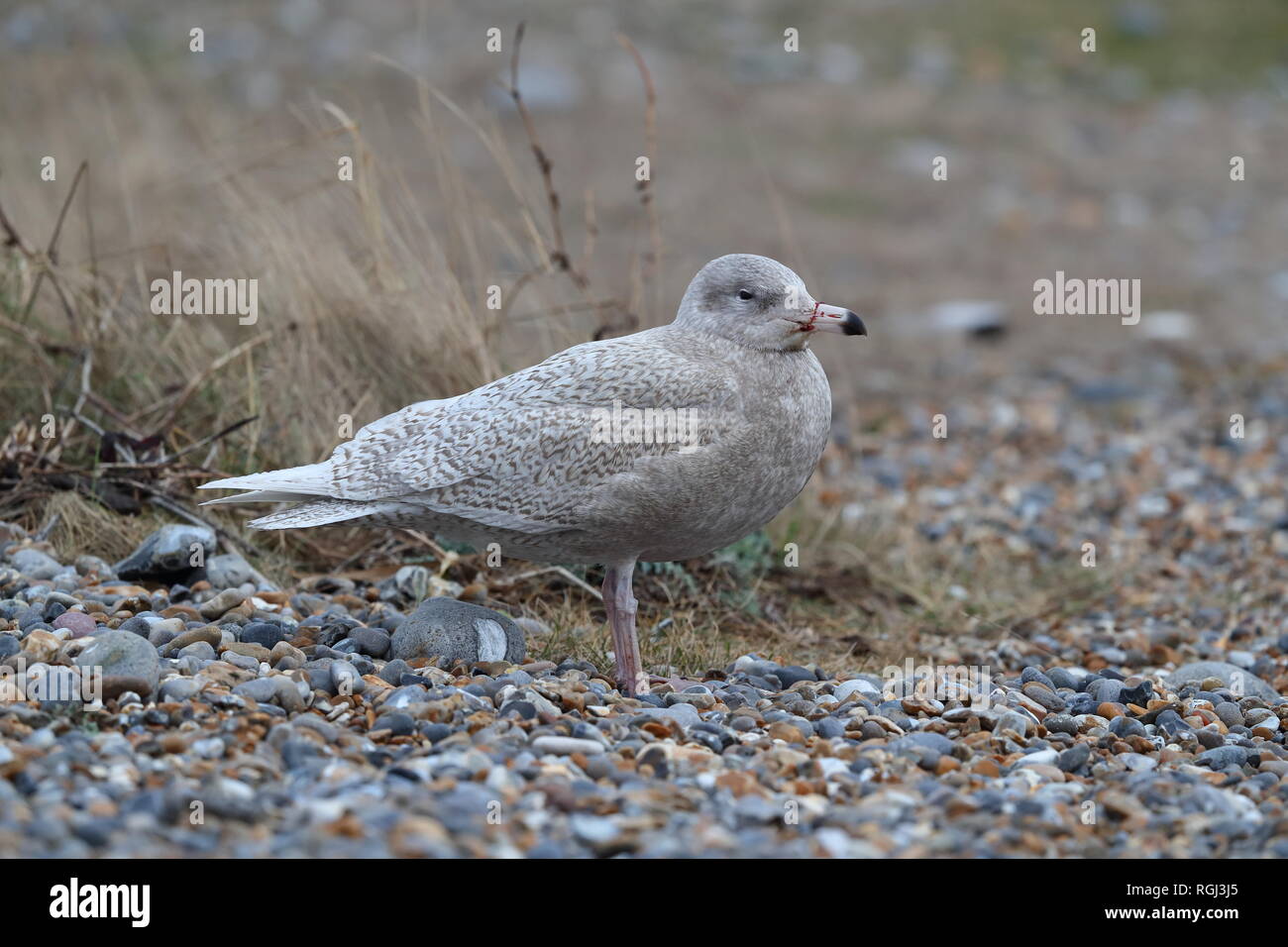 Juvenile Glaucous Möwe am Strand Stockfoto