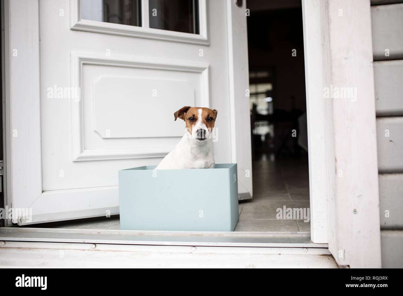 Portrait von Jack Russel Terrier sitzen in einem Karton vor open house Eingang Stockfoto