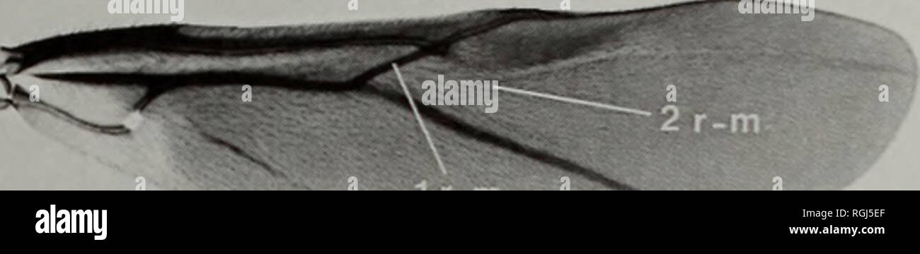 . Bulletin des British Museum (Natural History) Entomologie. 16a. &Amp; ^j-. 1 mm. Ich 6b Abb. 16 a, b Alabagrus texanus. a, Vorderflügel; b, Hinterflügel. Gattungen, aber wegen der hohen intraspezifische Variabilität und das Fehlen einer objektiven Methode Charakter, in diesem kontinuierlichen Charakter zu definieren, wurde es von den phylogenetischen Analysen ausgeschlossen. Die Anzahl der Stacheln preapical intraspecifically sehr unterschiedlich und Variabilität steigt in Abhängigkeit von der Anzahl der Stacheln. Arten sind in der Regel Bereiche wie folgt: 0-2, 1-3, 2-4, 3-6, 4-7, 6-11. Apikalen Stacheln auf hind Tibia (Abb. 3 f) Dies umfasst Stockfoto